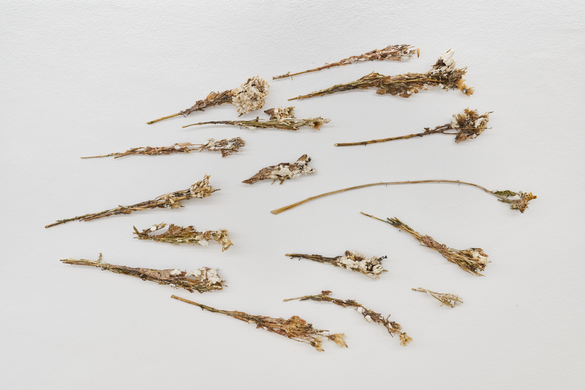 Margherita Pedrotta, Dispositivo 1, flowers, ceramic plaster, resin, butadiene, nails, 80x130 cm