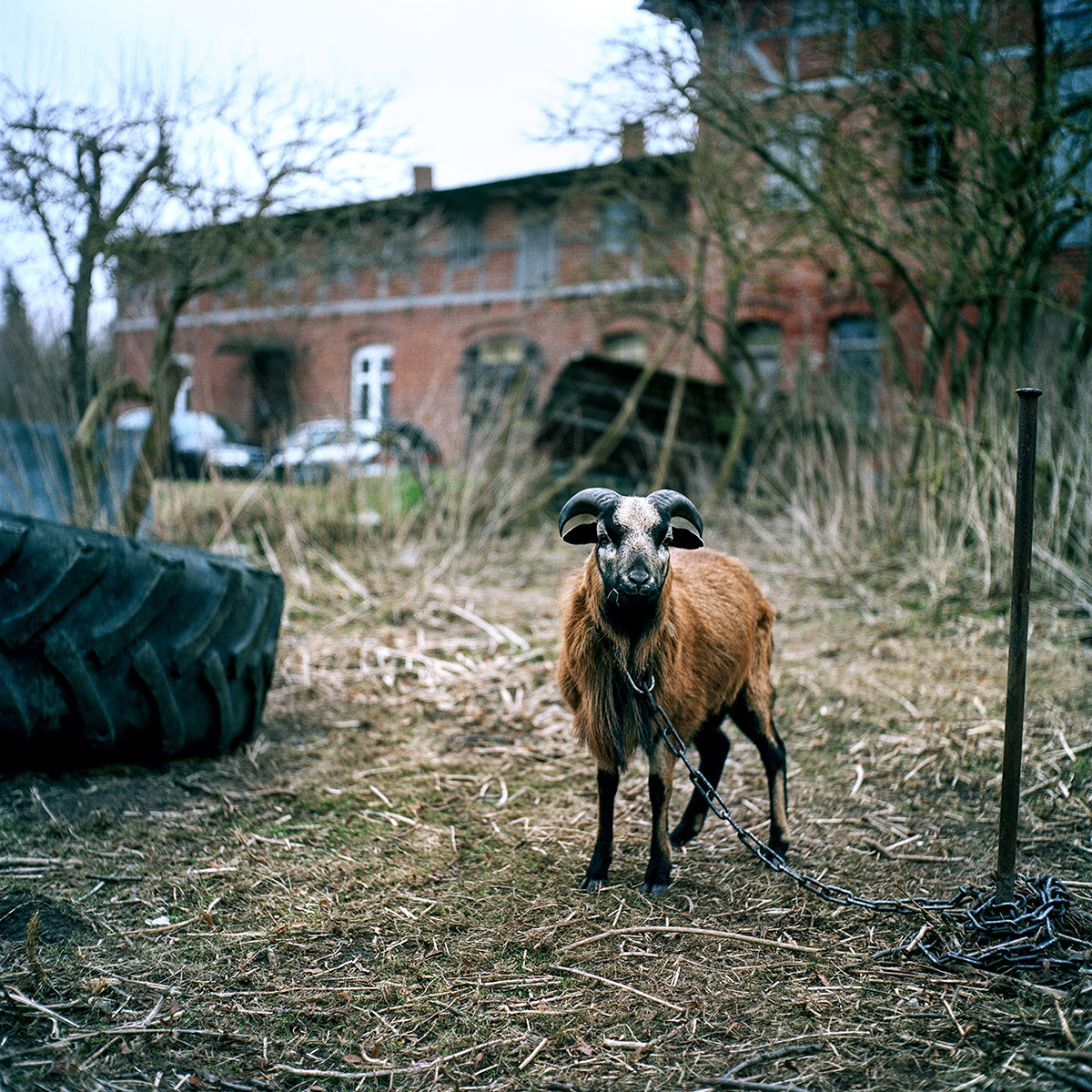 Ziege auf dem Schrottplatz