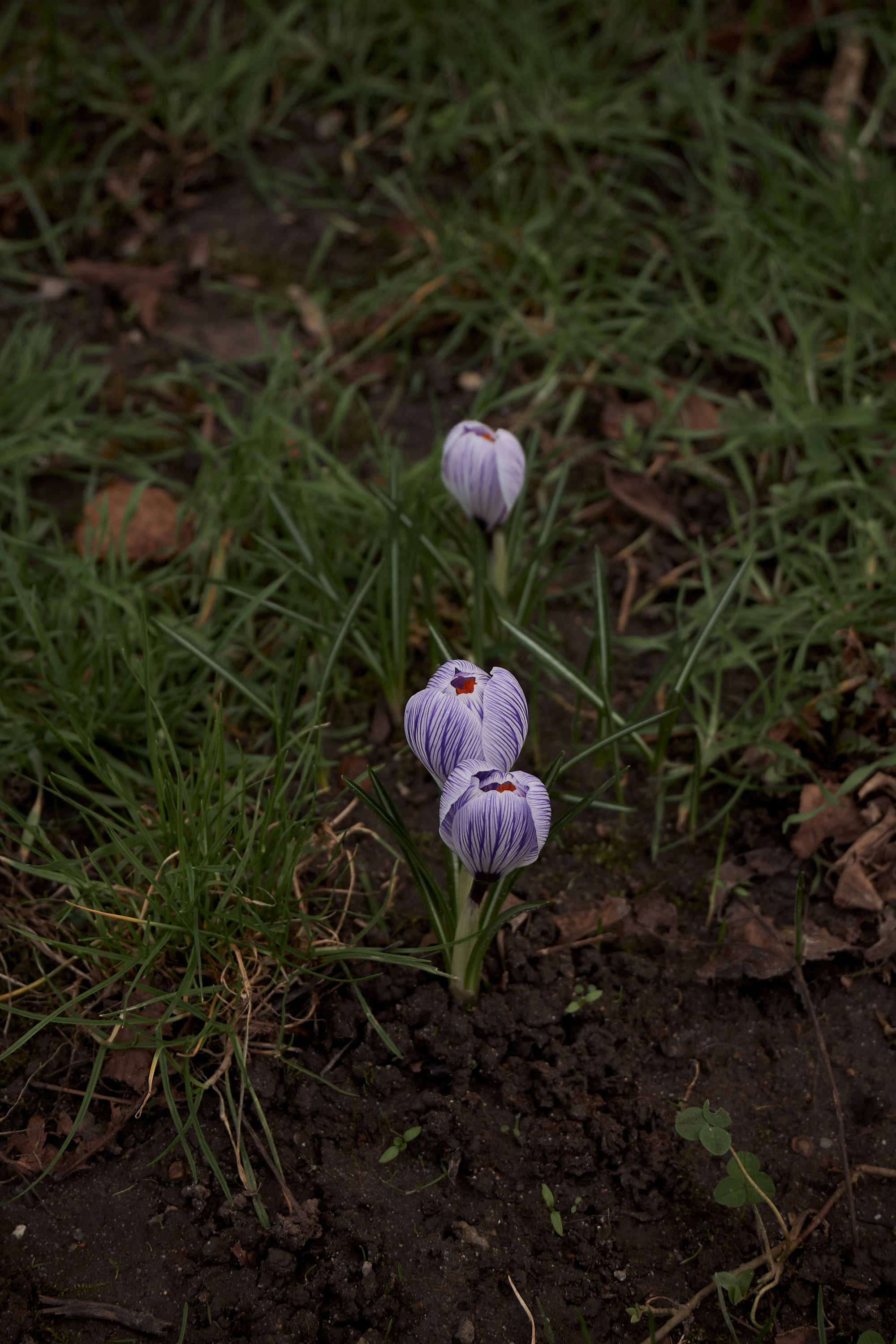 "spring is calling" Paket5 Bilder für deinen Instagram Content