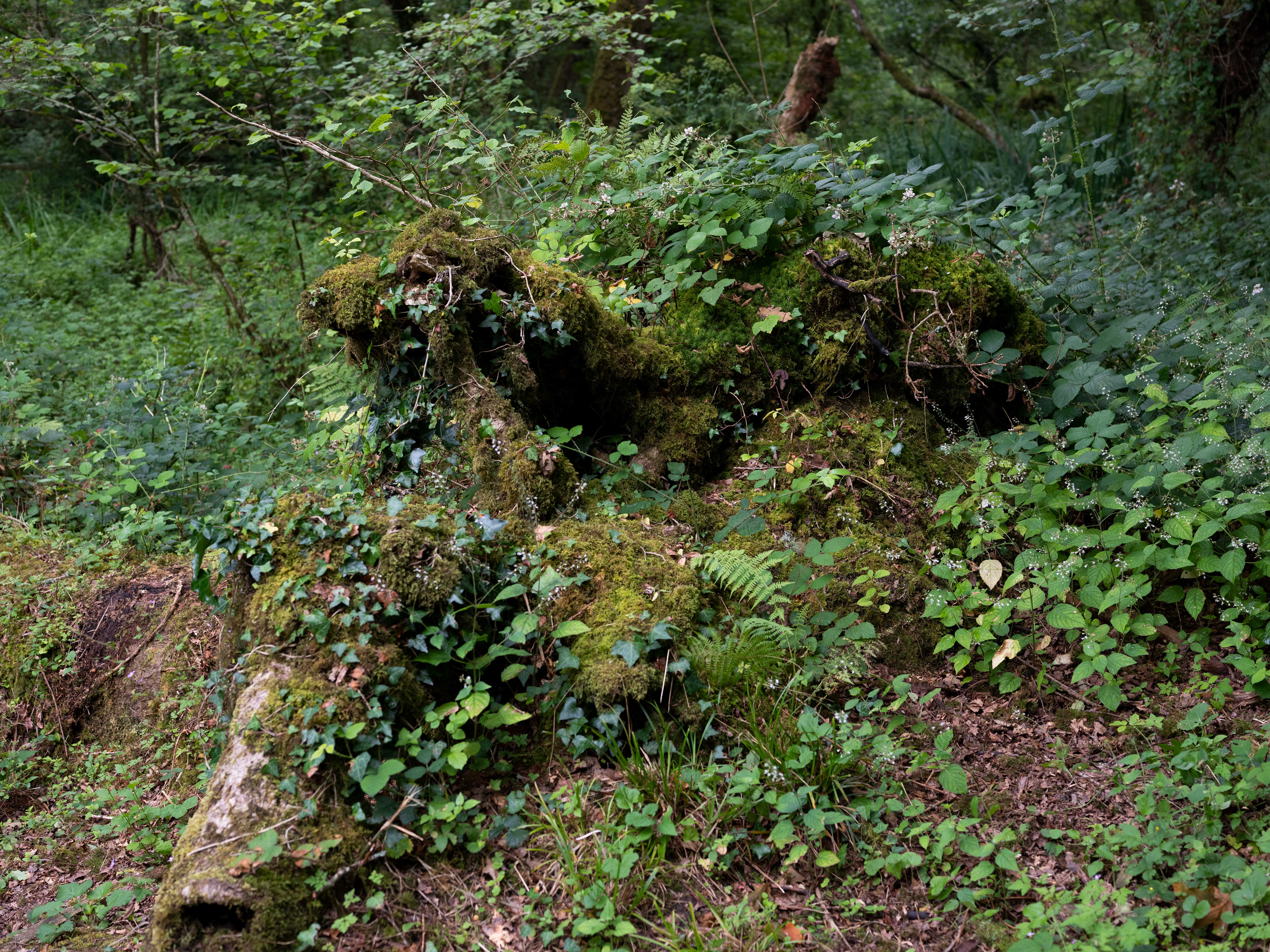 REGENERATIVE CREATIVITY