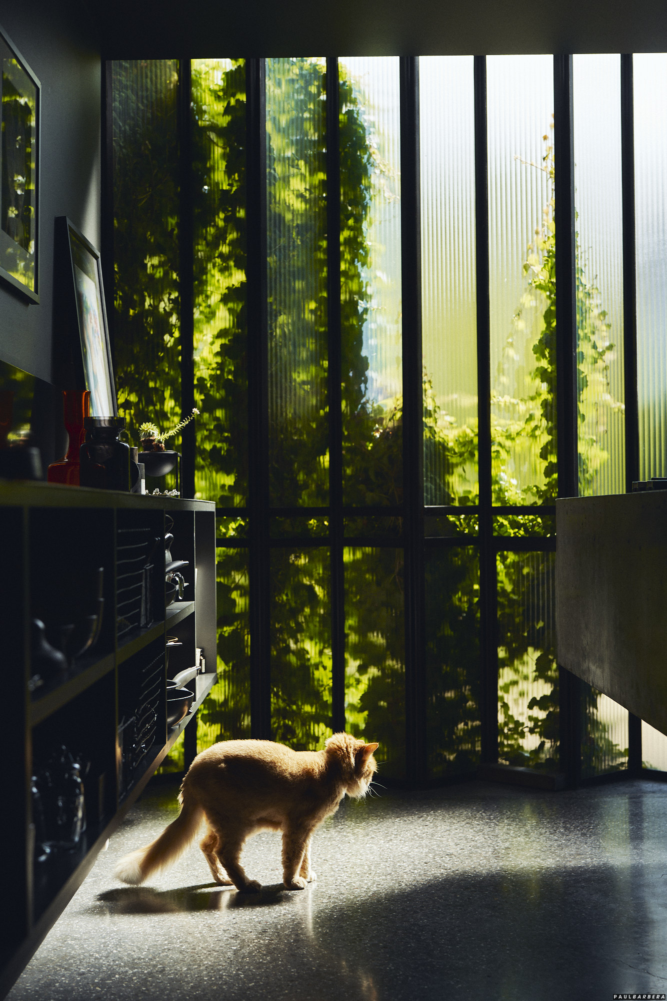 Book: Where They Purr, published by Thames & Hudson