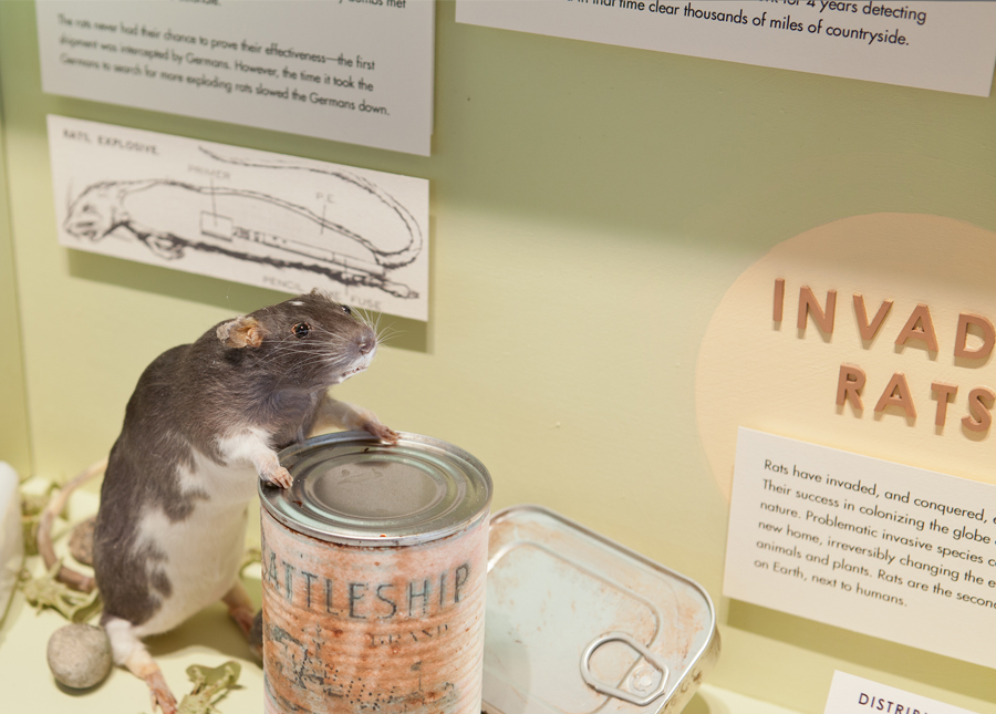 Traveling Diorama Case, “Rats in War”Taxidermy rat (bred as a feeder rat for snakes and other reptilian pets), army men toys, cans, garbage