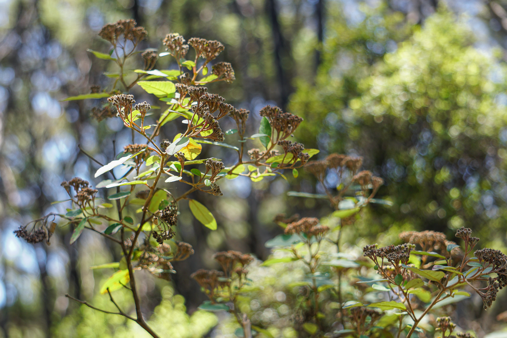 Kumarahoe leaves and unripe fruit, Gumdiggers Park.Photography by M. H.