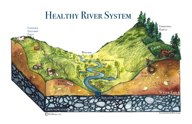 Healthy River SystemWatercolor2015