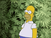 CANNABIS EXPERIENCE - Ace Valley