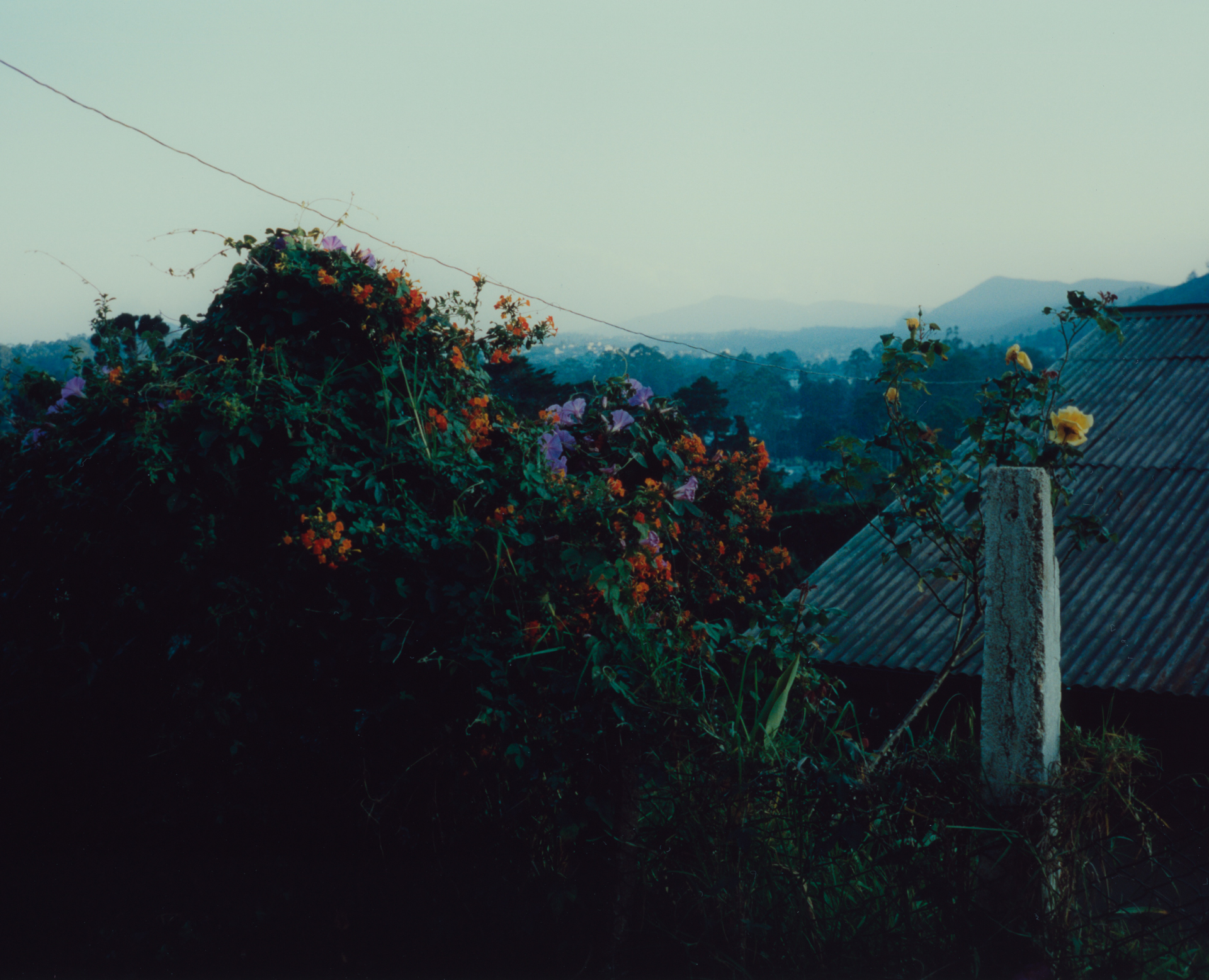 Landscape with Flowers, 2022 Original C-Print 40x30 4+2AP
