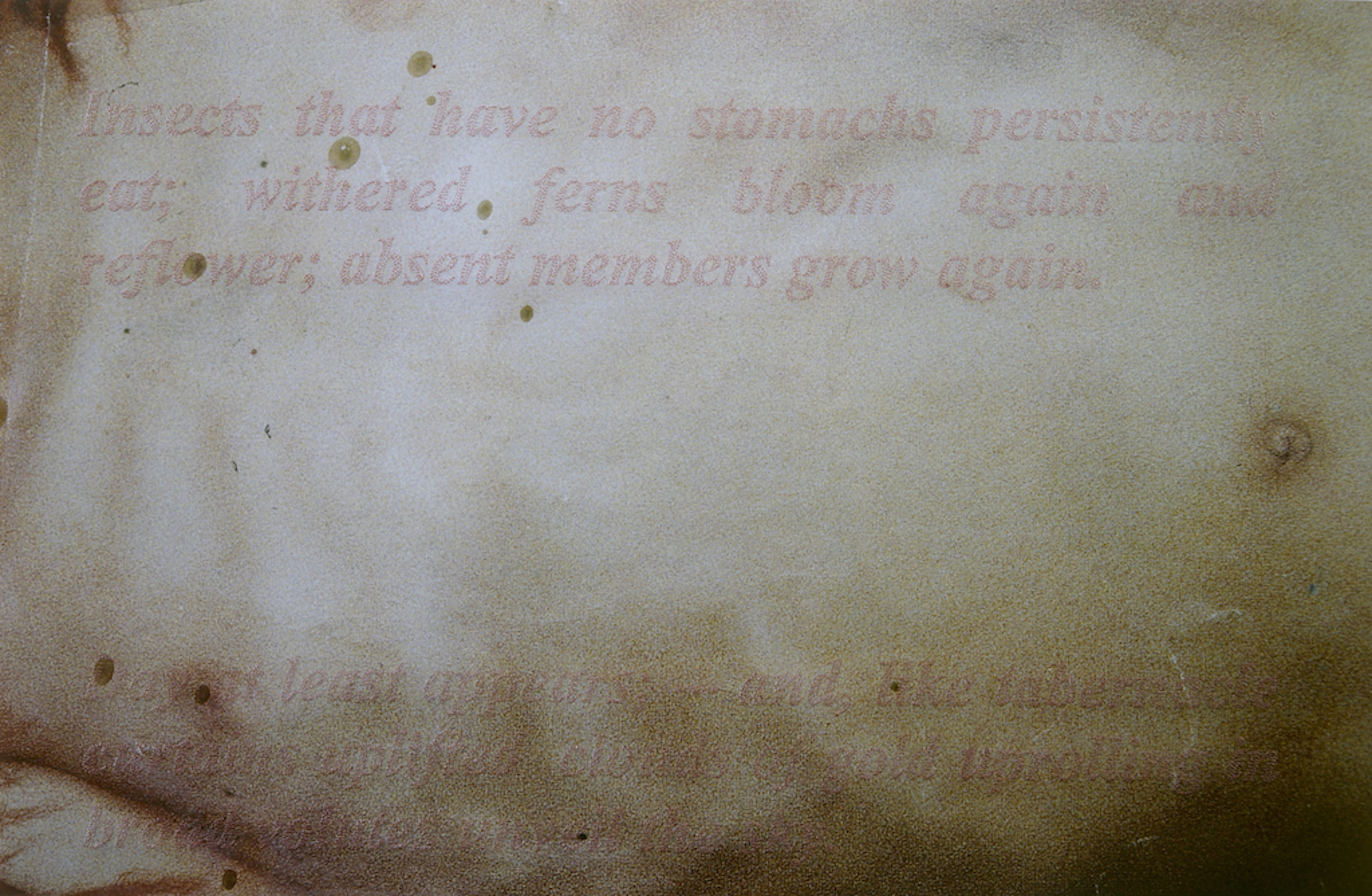  Curtains Uplifted, 2006 . Perforations and dry pigment on photograph . 30 x 42 cm