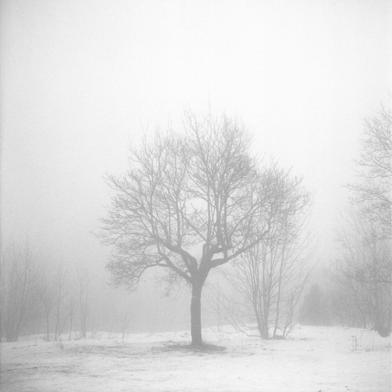 TREE IN THE FOG