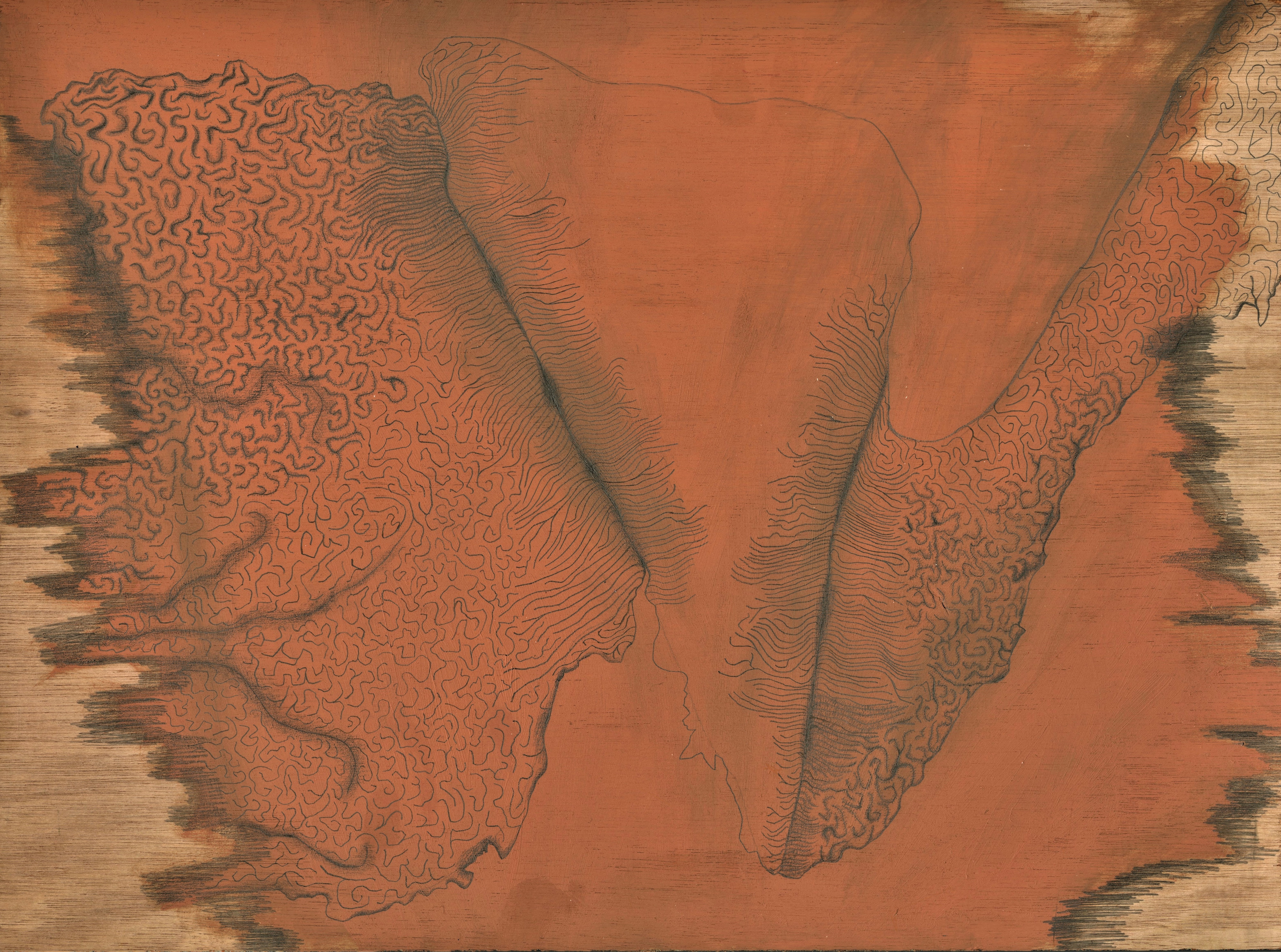 Scratch and Coil, oil and graphite on unprimed board, 35 x 25cm, 2020