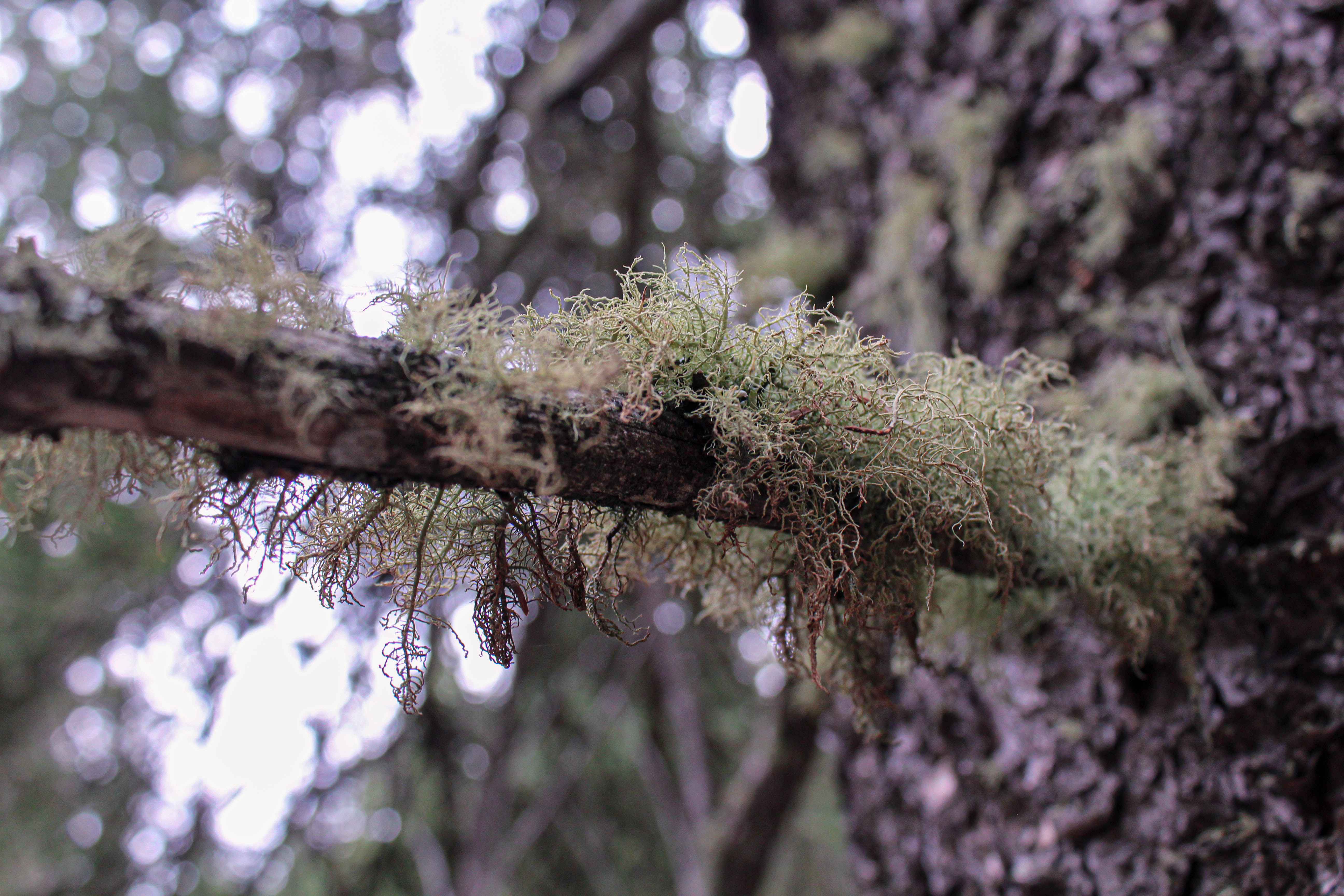 lichen | 2020 | elkwater, ab