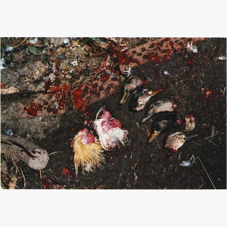 1/3Ōhāriu, 2001 (010501_001)