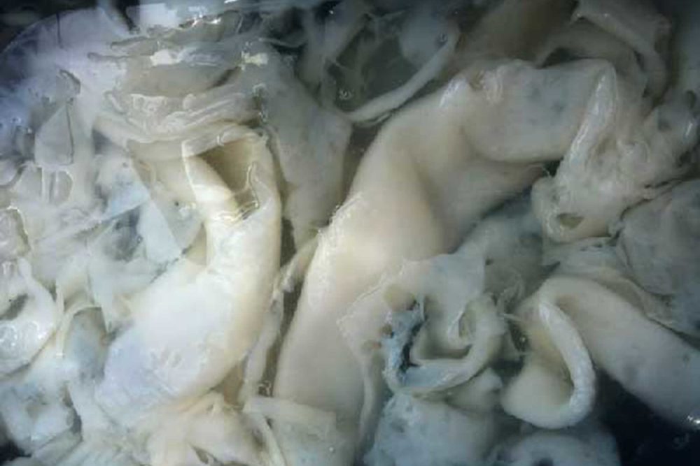 Zuzana Gombošová - bacterial cellulose