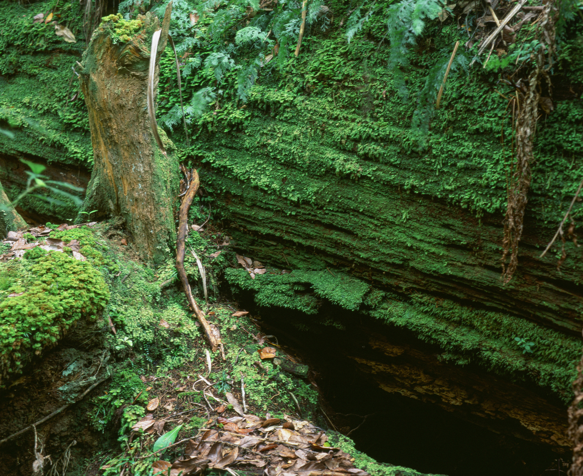 The forest reclaims a dead kauri trunk for the next generation, Trounson Kauri Park.Photograph by H. H.