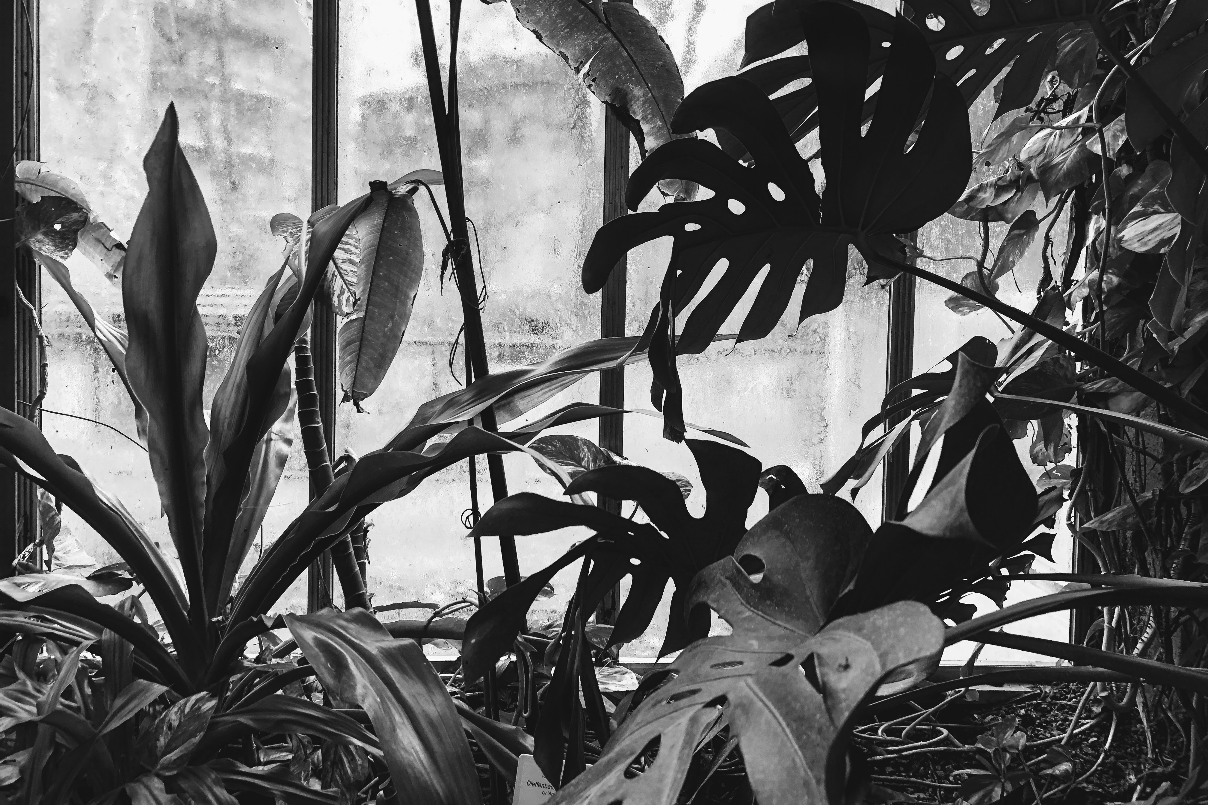 Orto Botanico, Bologna, 2-2-19