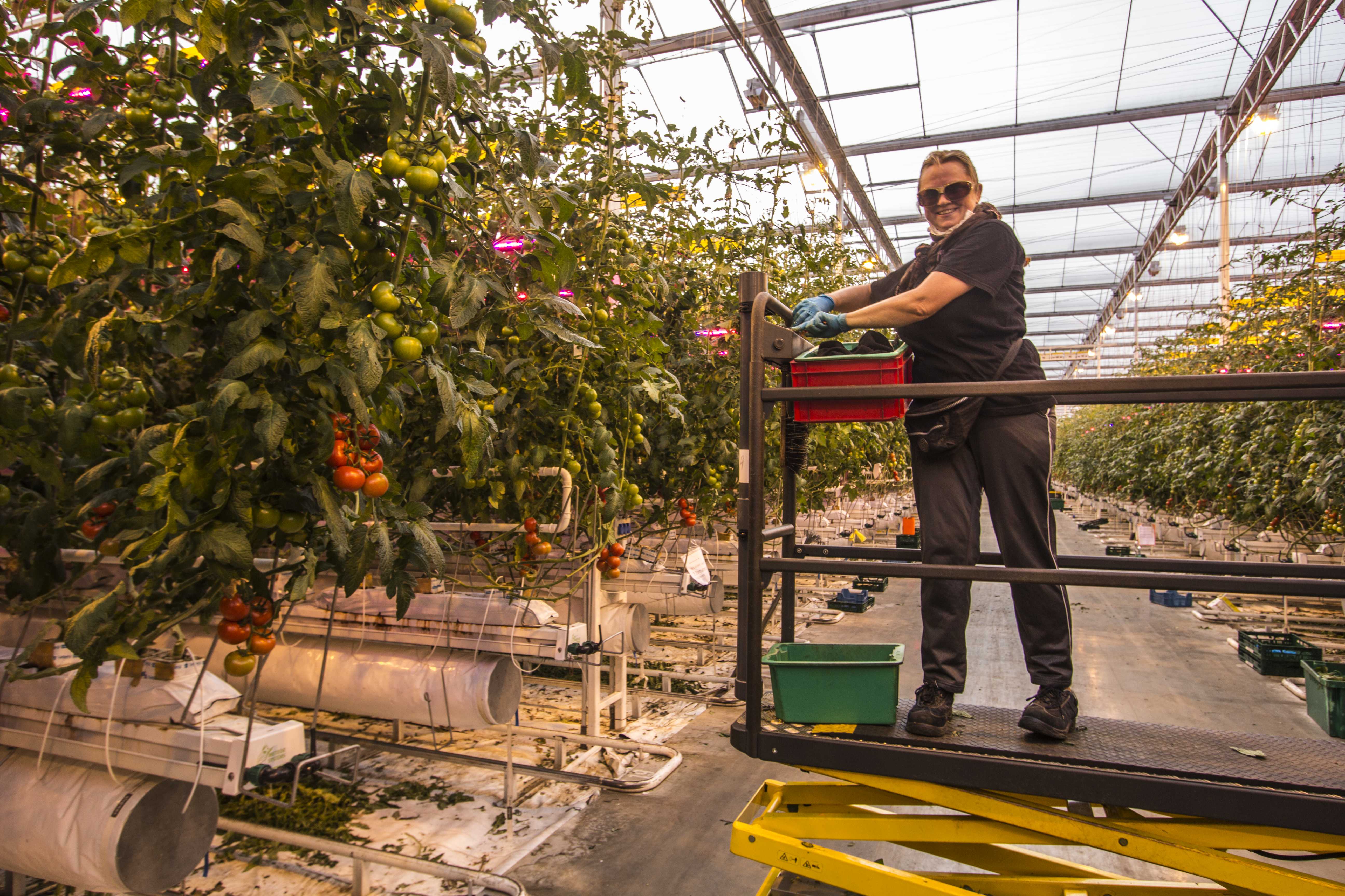 Worker wearing protective glasses against LED lighting in a winter greenhouse of Hagdorn Tomaten, 2019. Photo: Víctor Muñoz Sanz