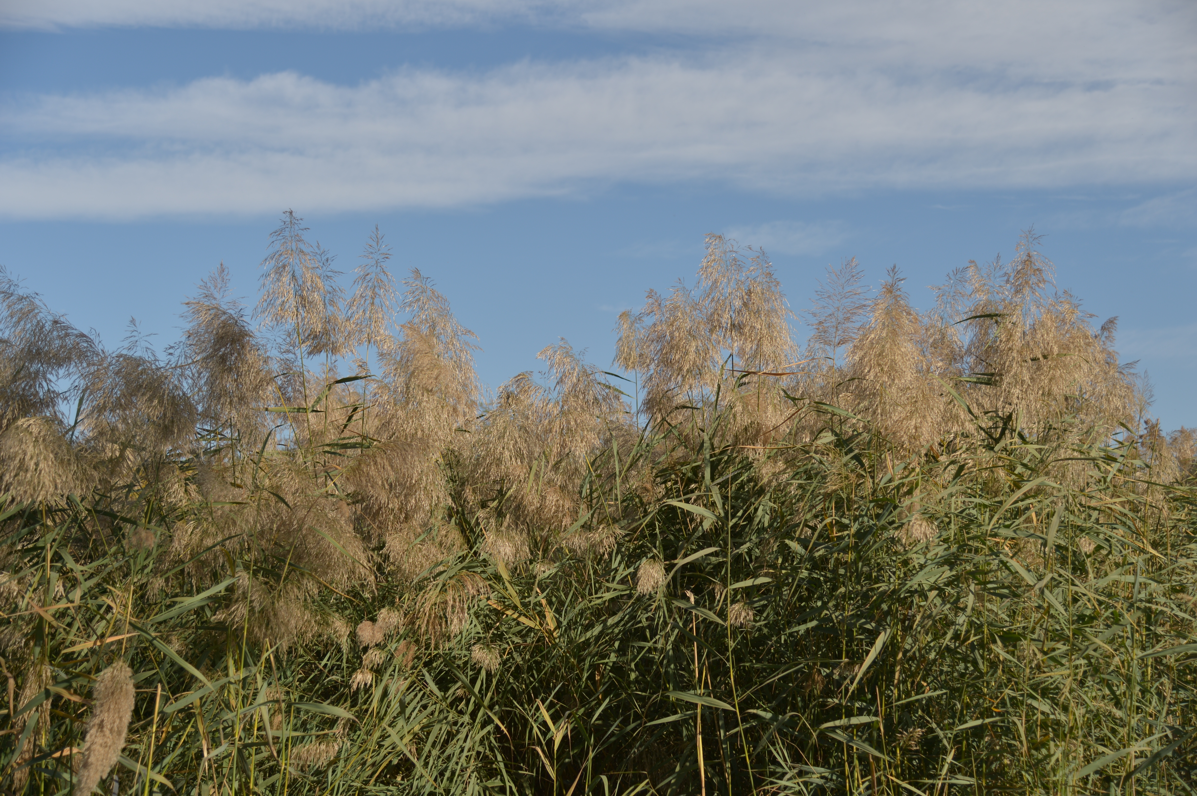 Reed Marsh 芦苇荡 Taken in Oct 2014, Olympic forest park, Beijing 拍摄于2013年9月，北京奥林匹克森林公园
