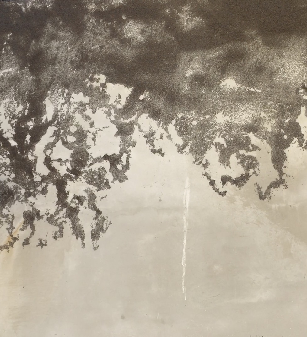 Fresque jardin du Refuge (détail) Graines de Chia et eau 2020