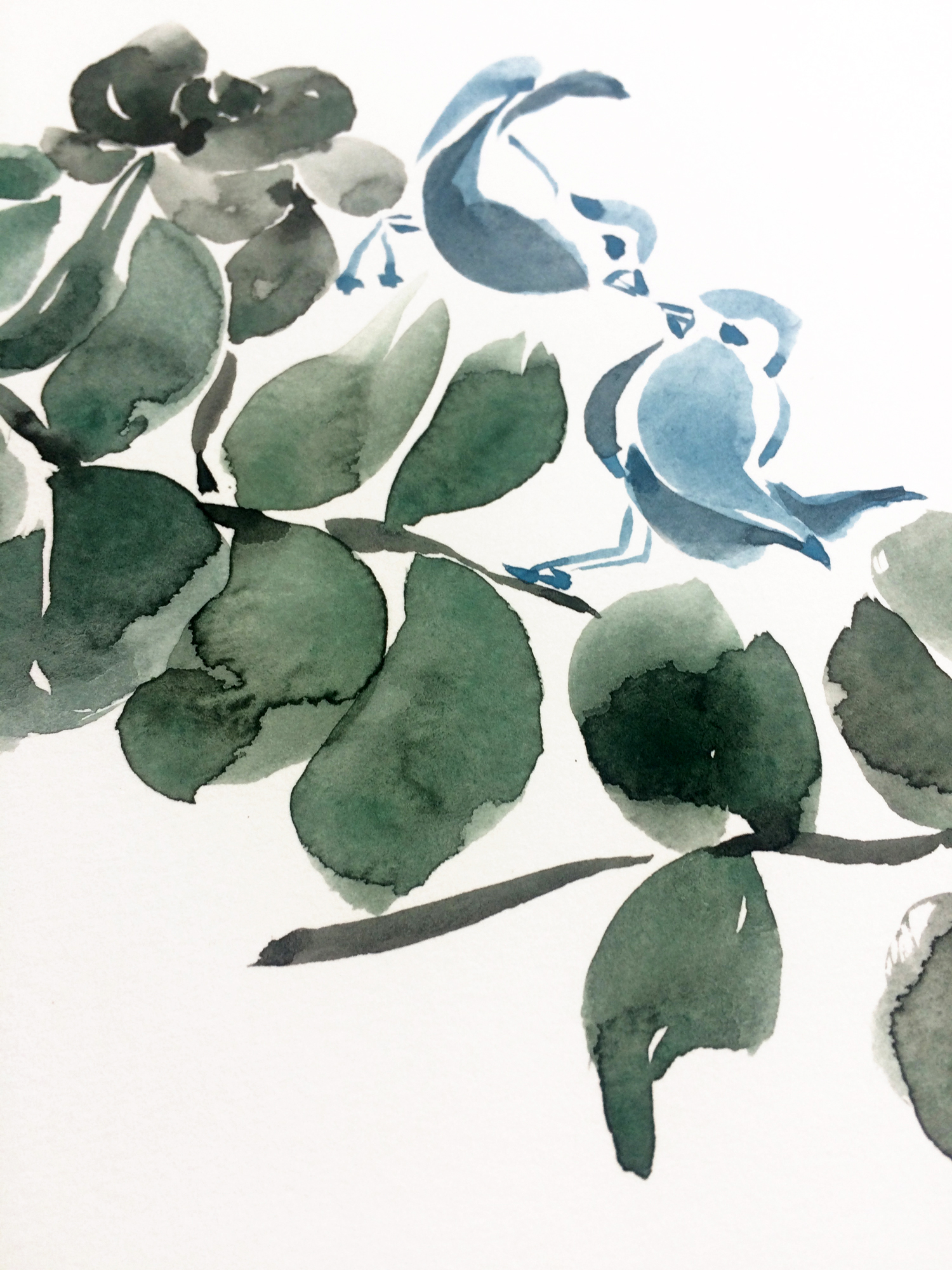 eucalyptus with love birds