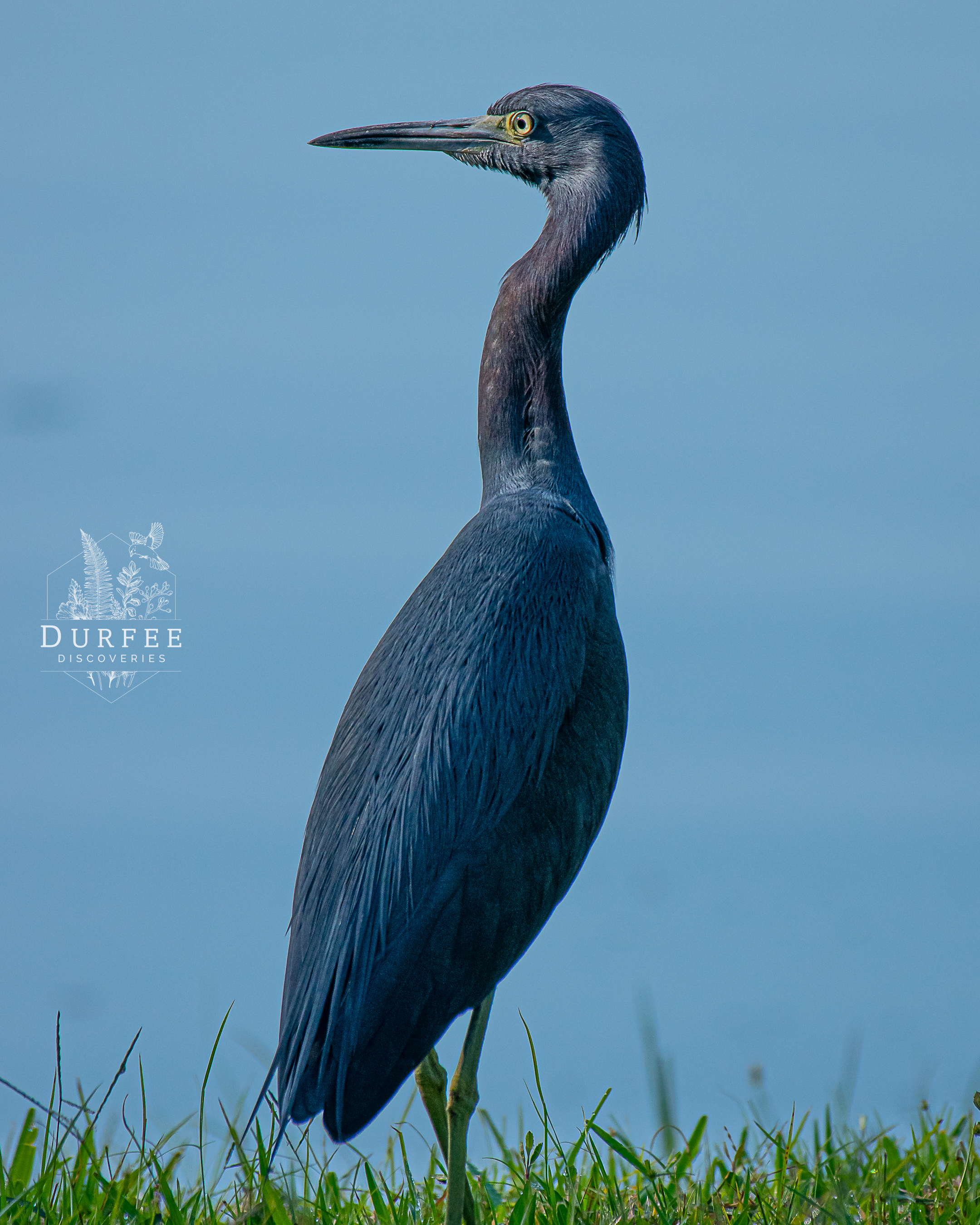 Little Blue Heron - Palm Harbor, FL