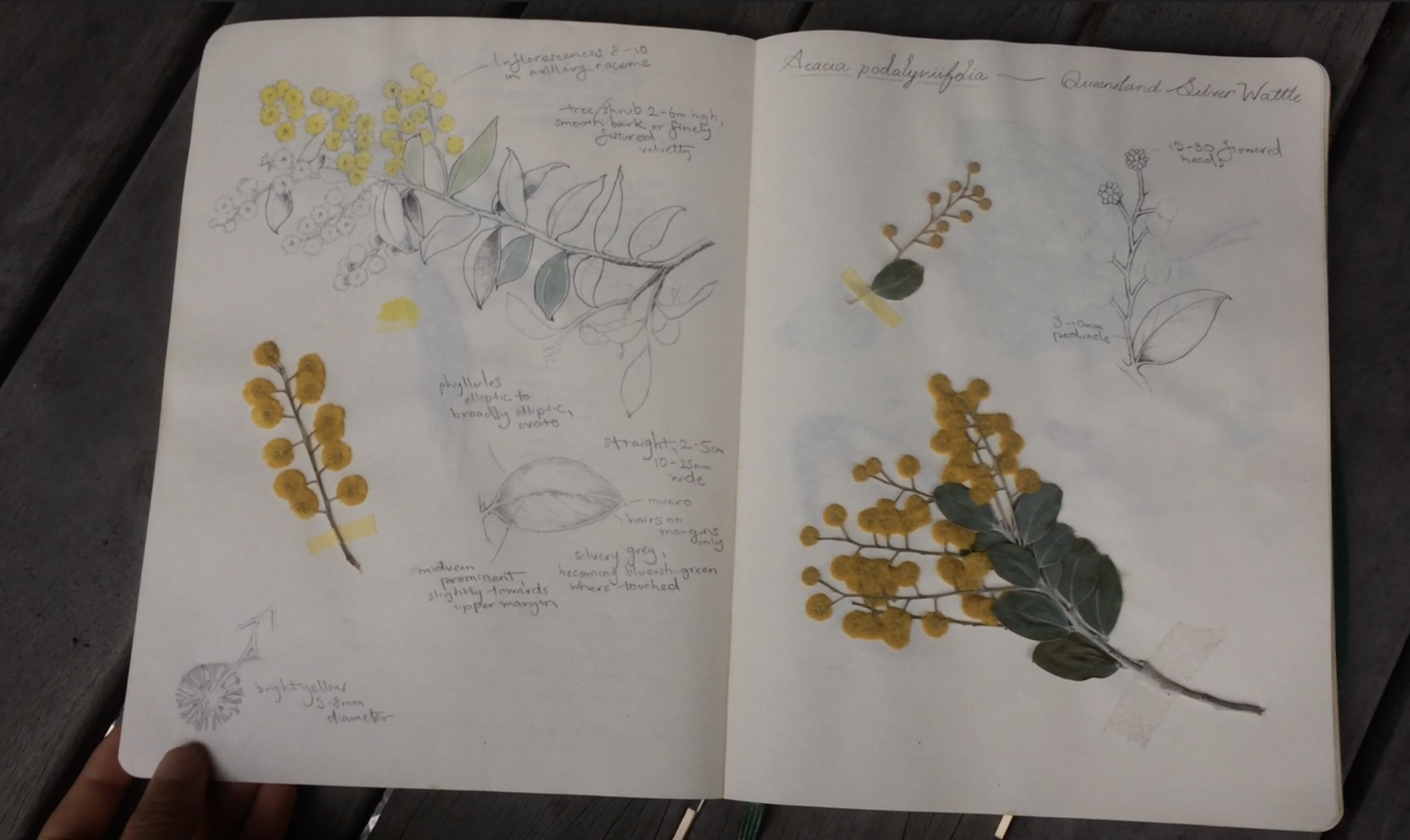 Selected pages from "Alice's Notebook" (swipe to view)