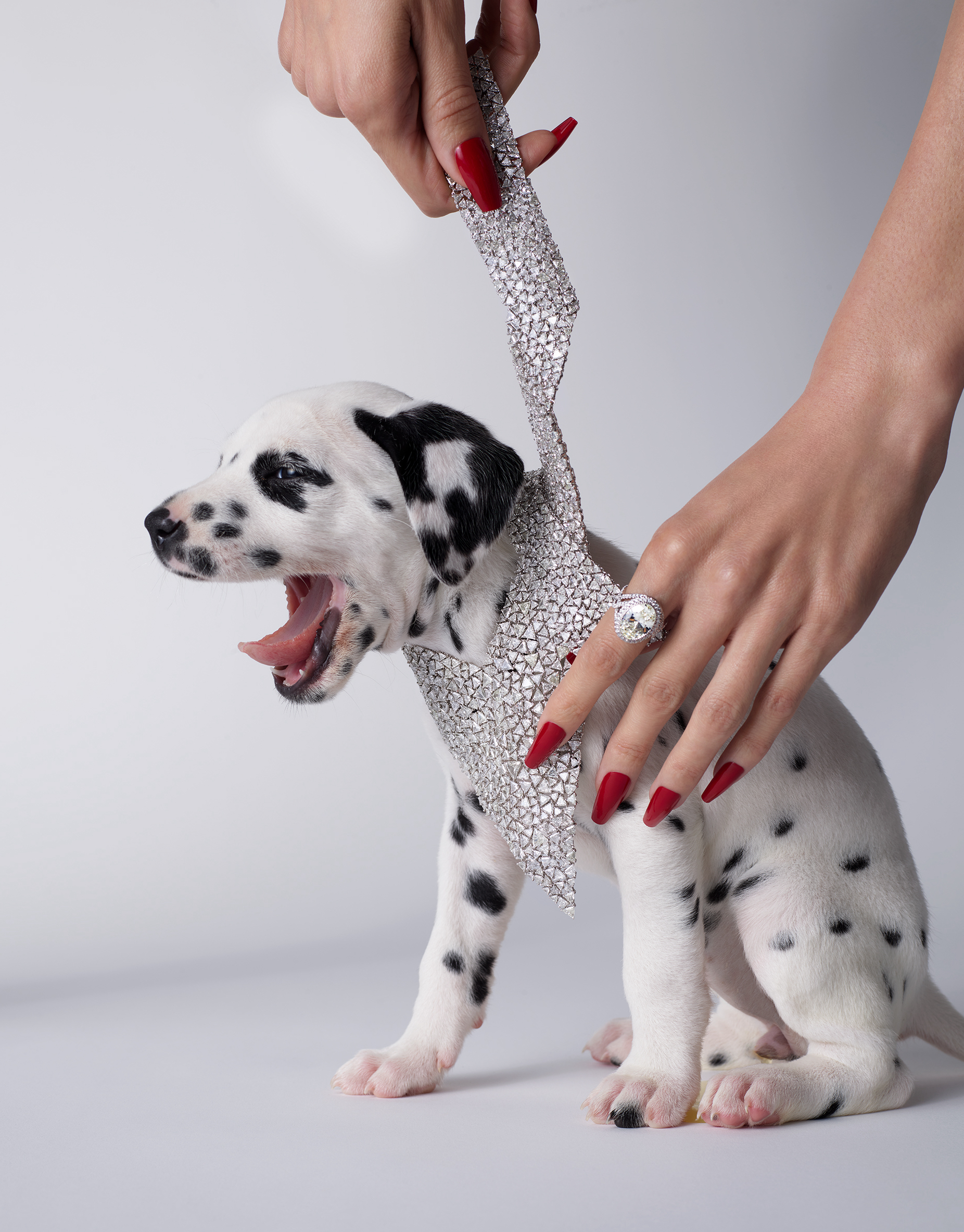 KMA photographer Isabelle Bonjean shoots model and puppy wearing debeers official necklace and ring for Citizen K Magazine