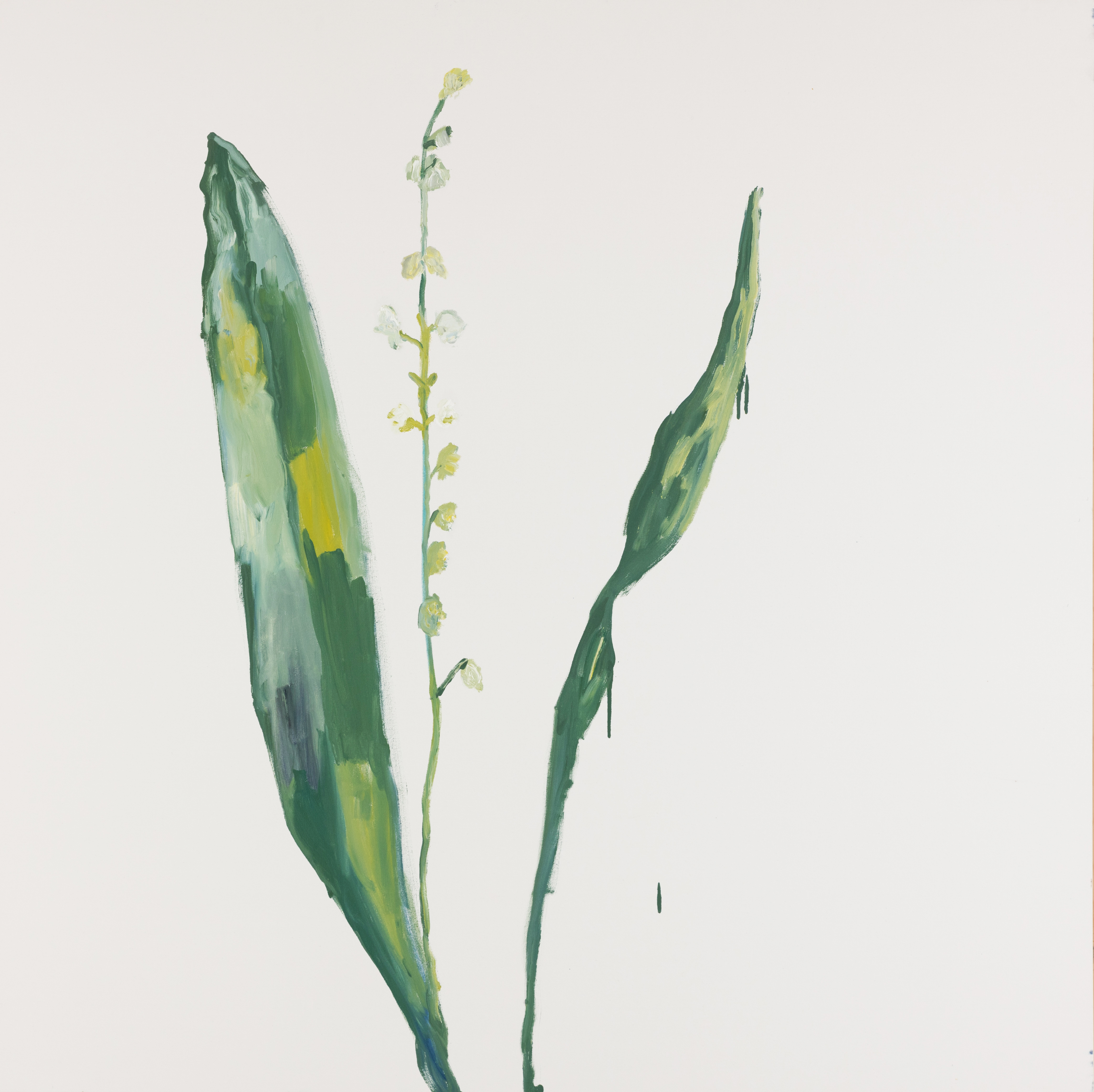 Lily of the Valley, 2021, Oil on canvas, 48"x48" in
