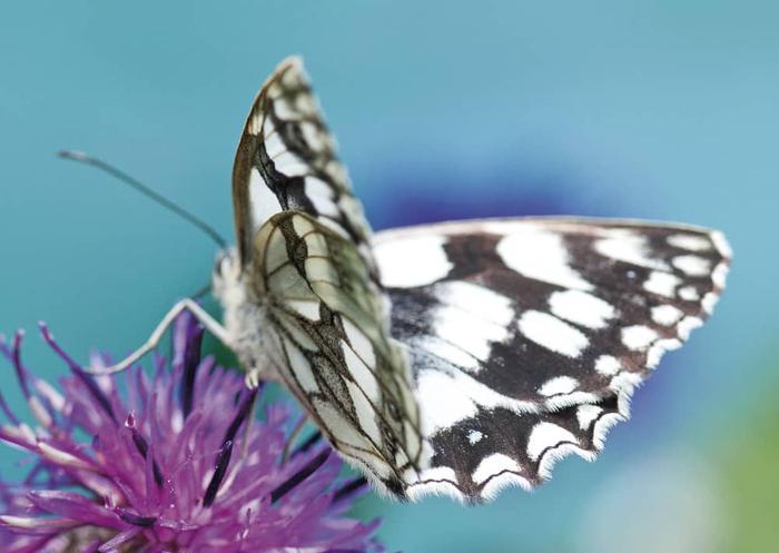 Nr. 051  Schachbrettfalter, wieder lieferbar !
