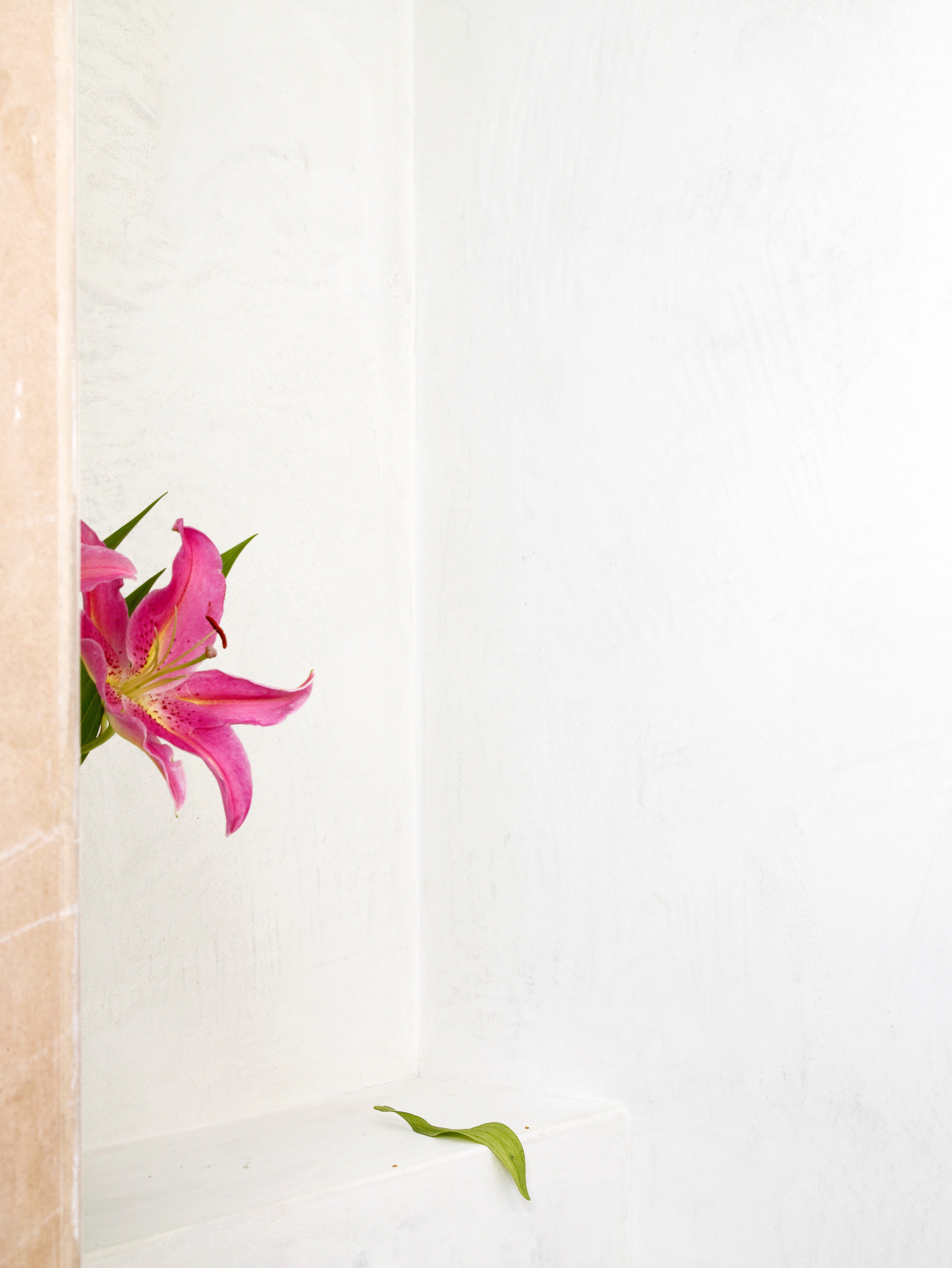 FV_Series_002_IMG_23_Pink_Flower