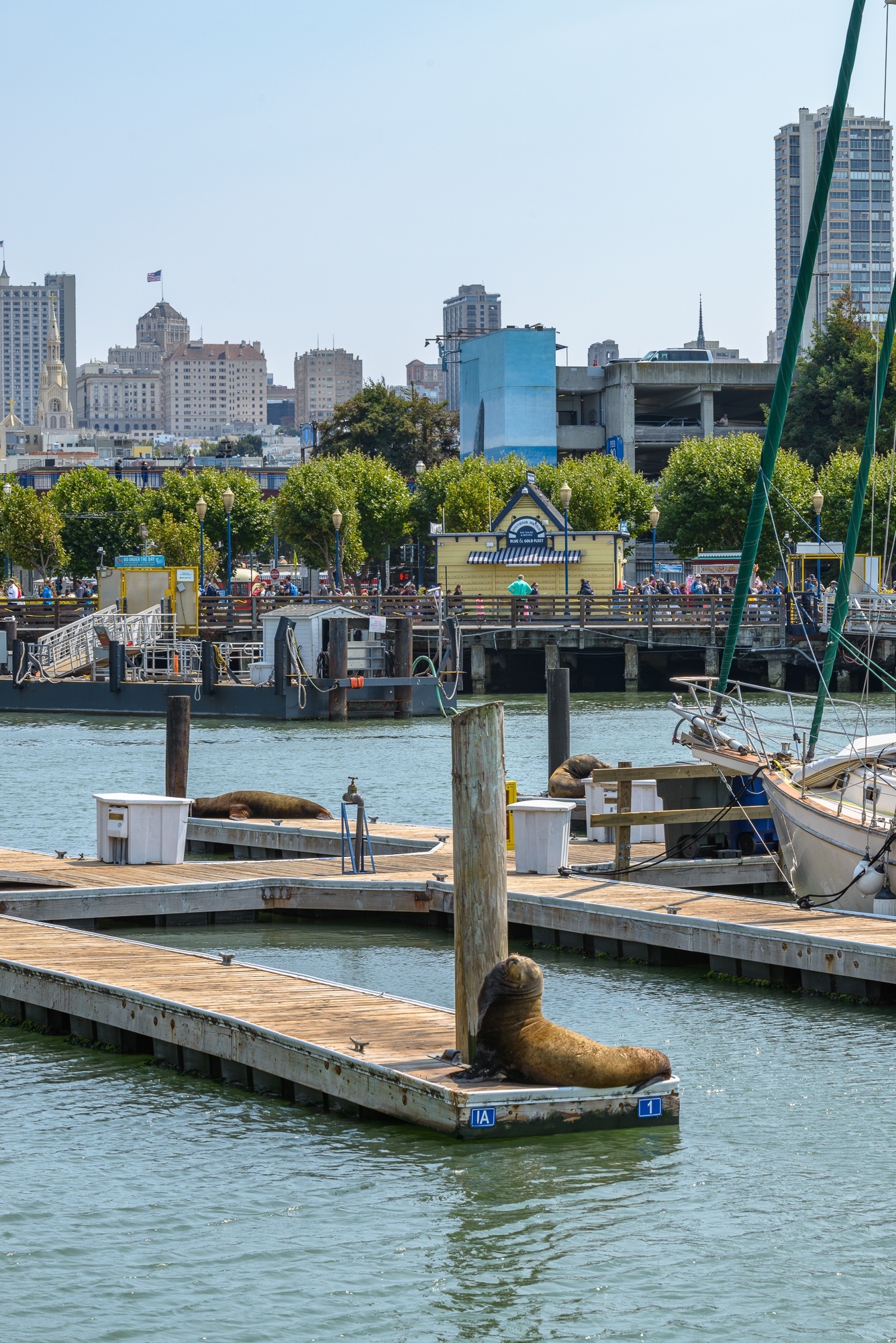 Fisherman’s Wharf est le «Pier 39 ». Vous pouvez voir des otaries ou de lion de mer ou encore déjeuner ou dinner en lien avec la mer.