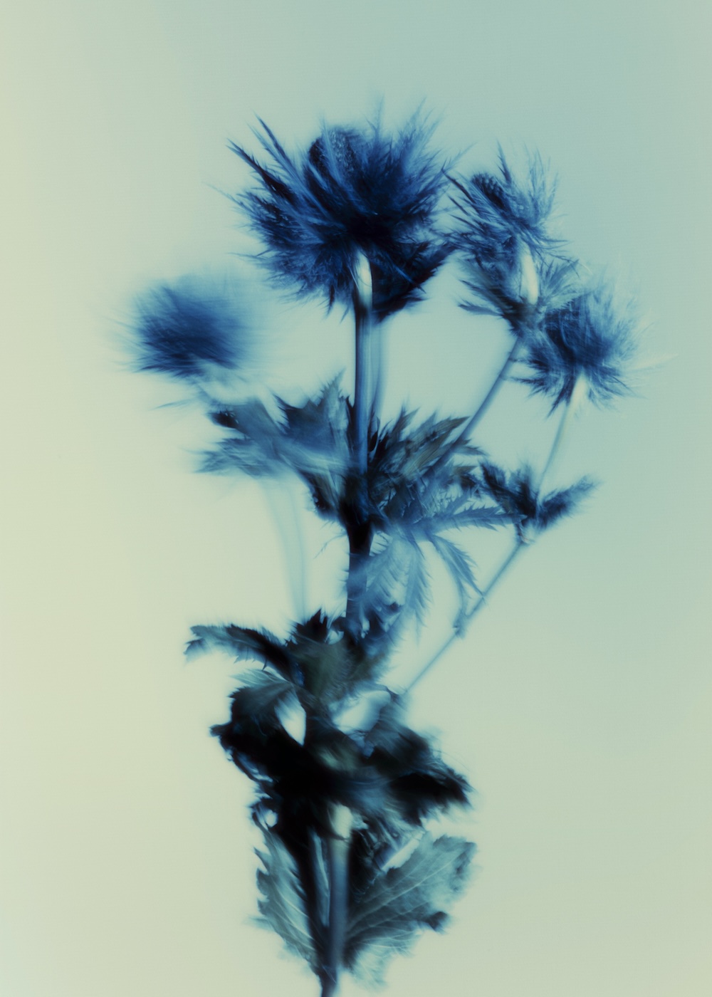 MAISON SHANGRILA, 2024