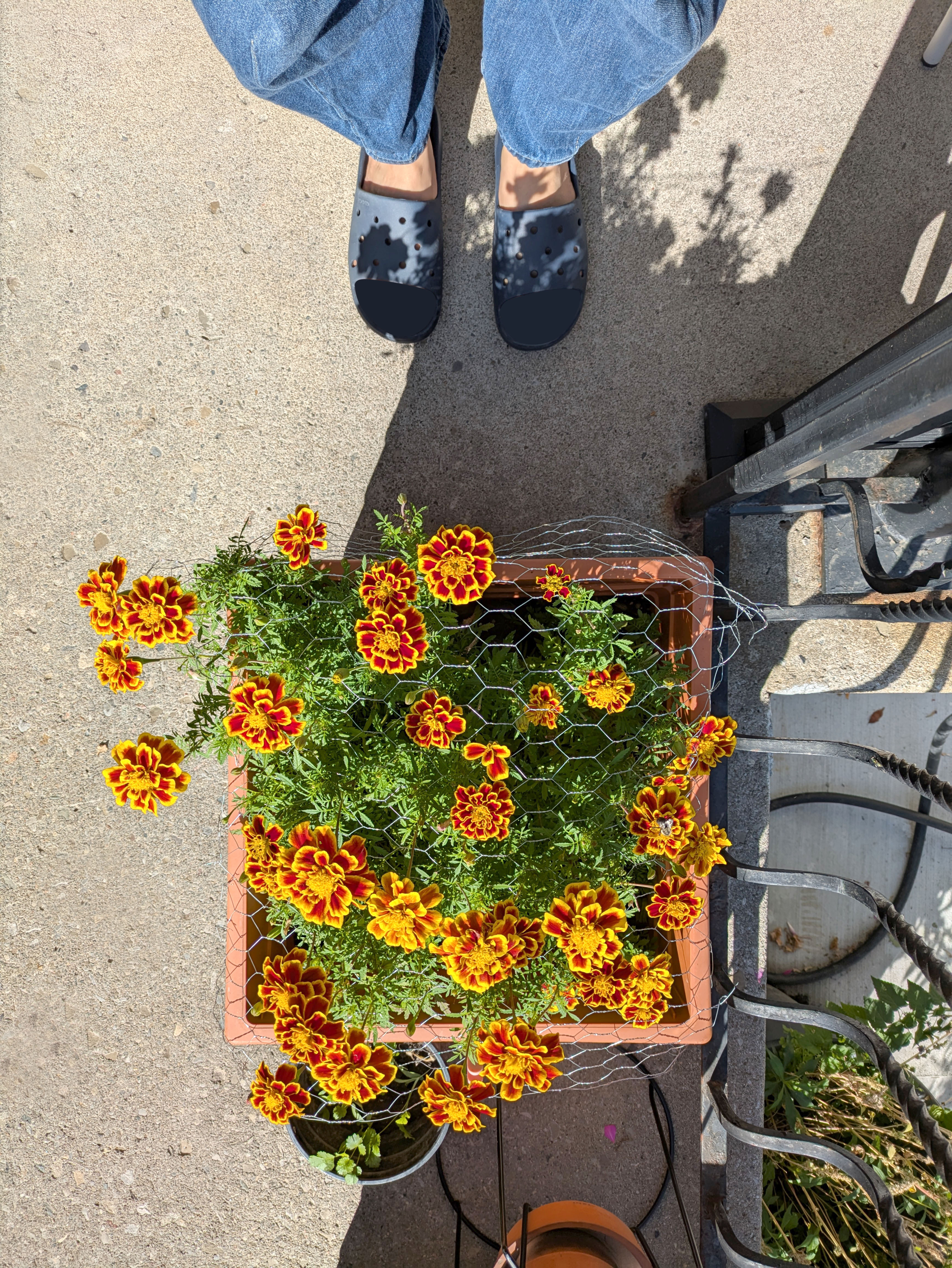Sep 20, 2025: More marigolds