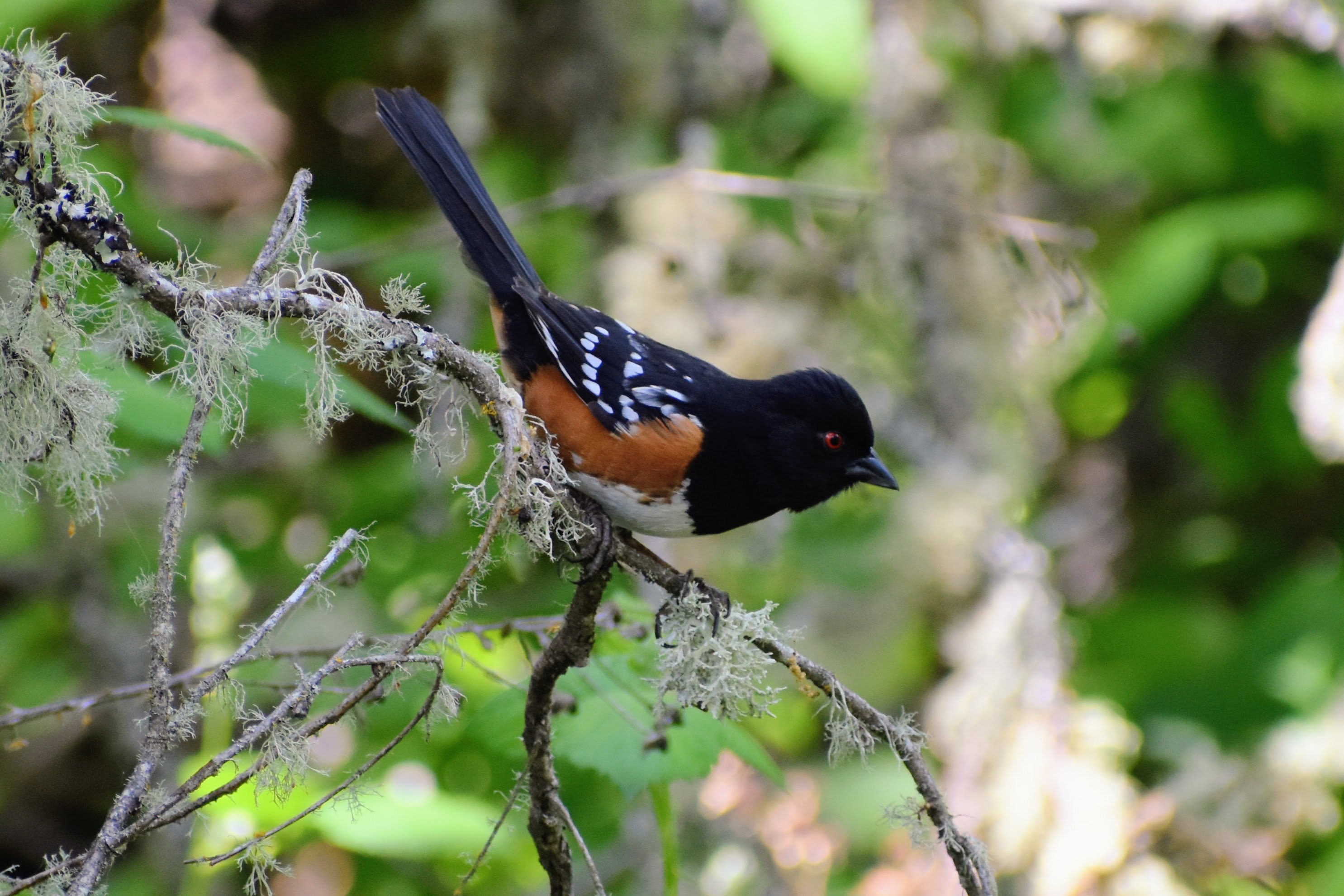 Spotted Towhee, Sebastopol, CA