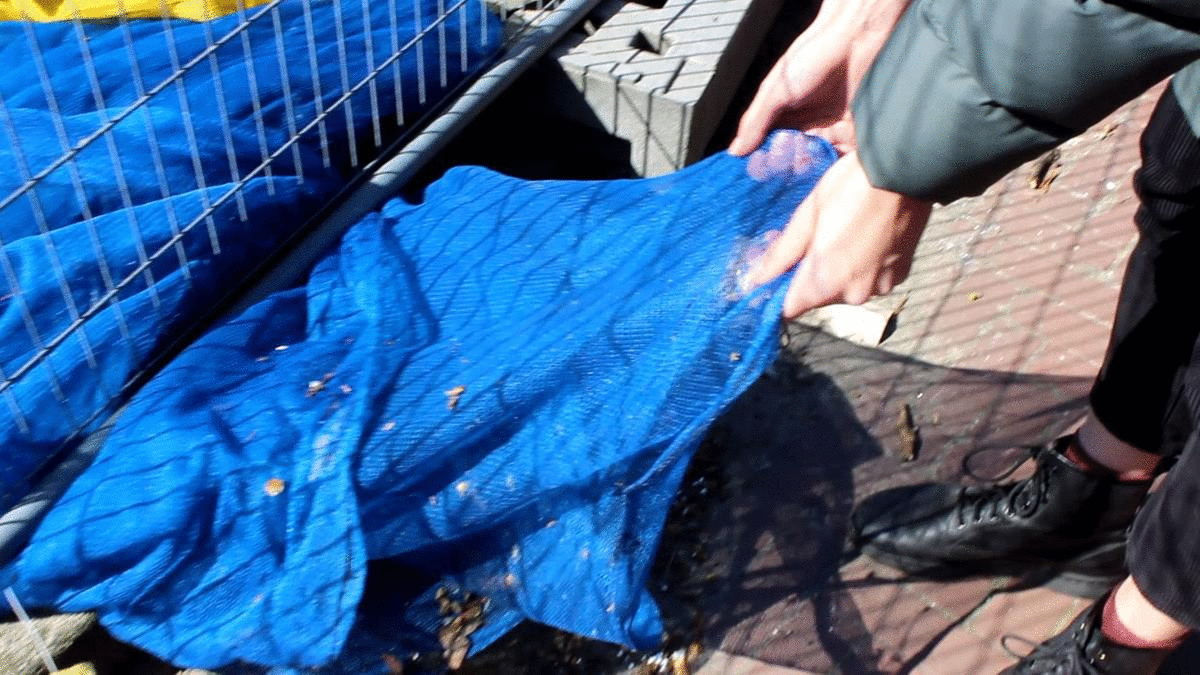 Goda and Aušra gleaning