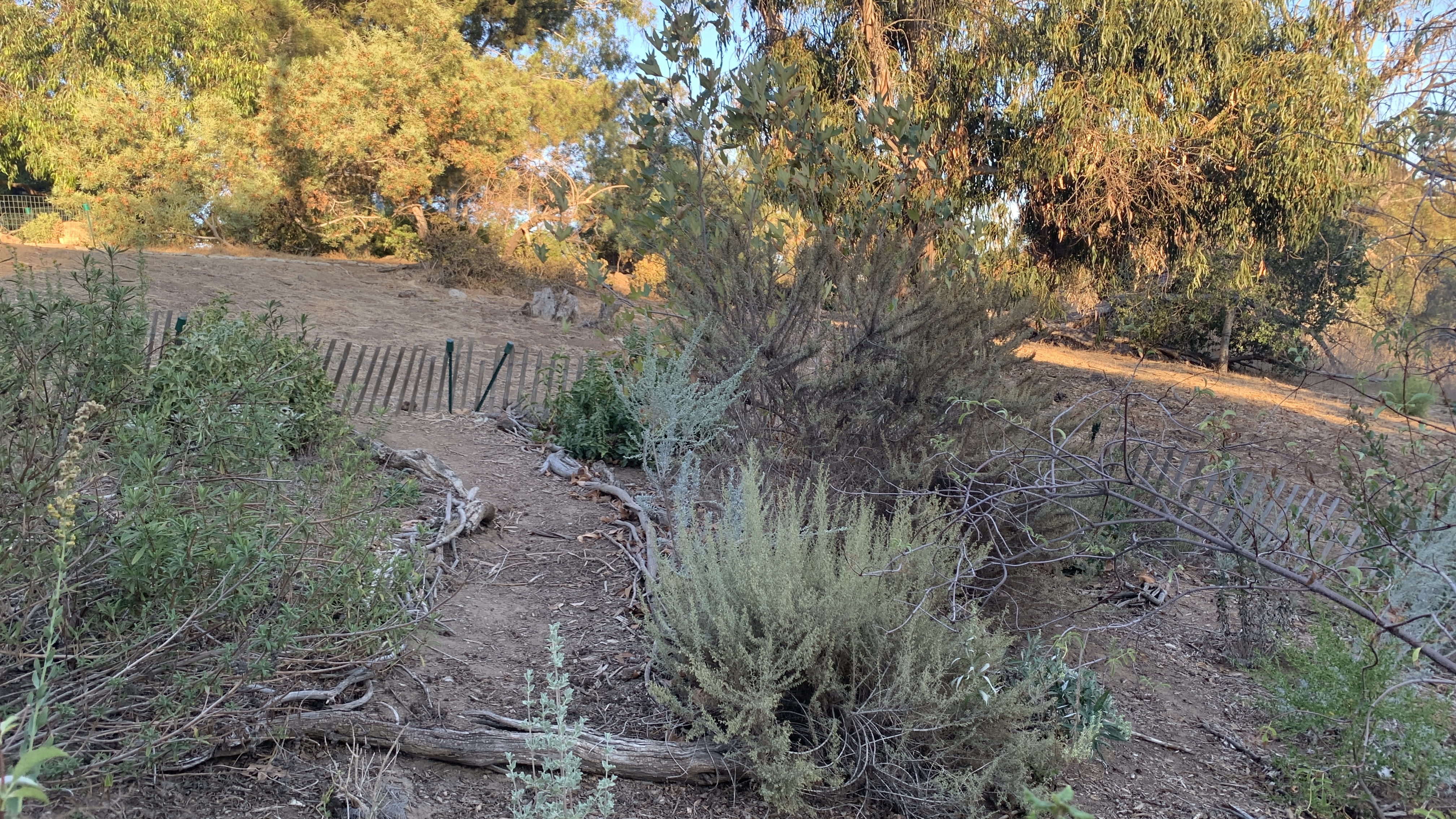 For comparison, here are the plots in May 2022 after a much drier winter 12" in 2021-2022