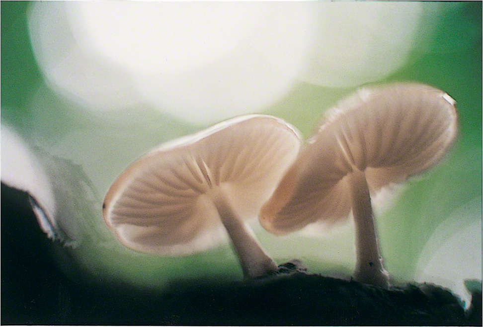 1/2Mycena Chlorophos, Daintree Rainforest, 1995 (950901_02)