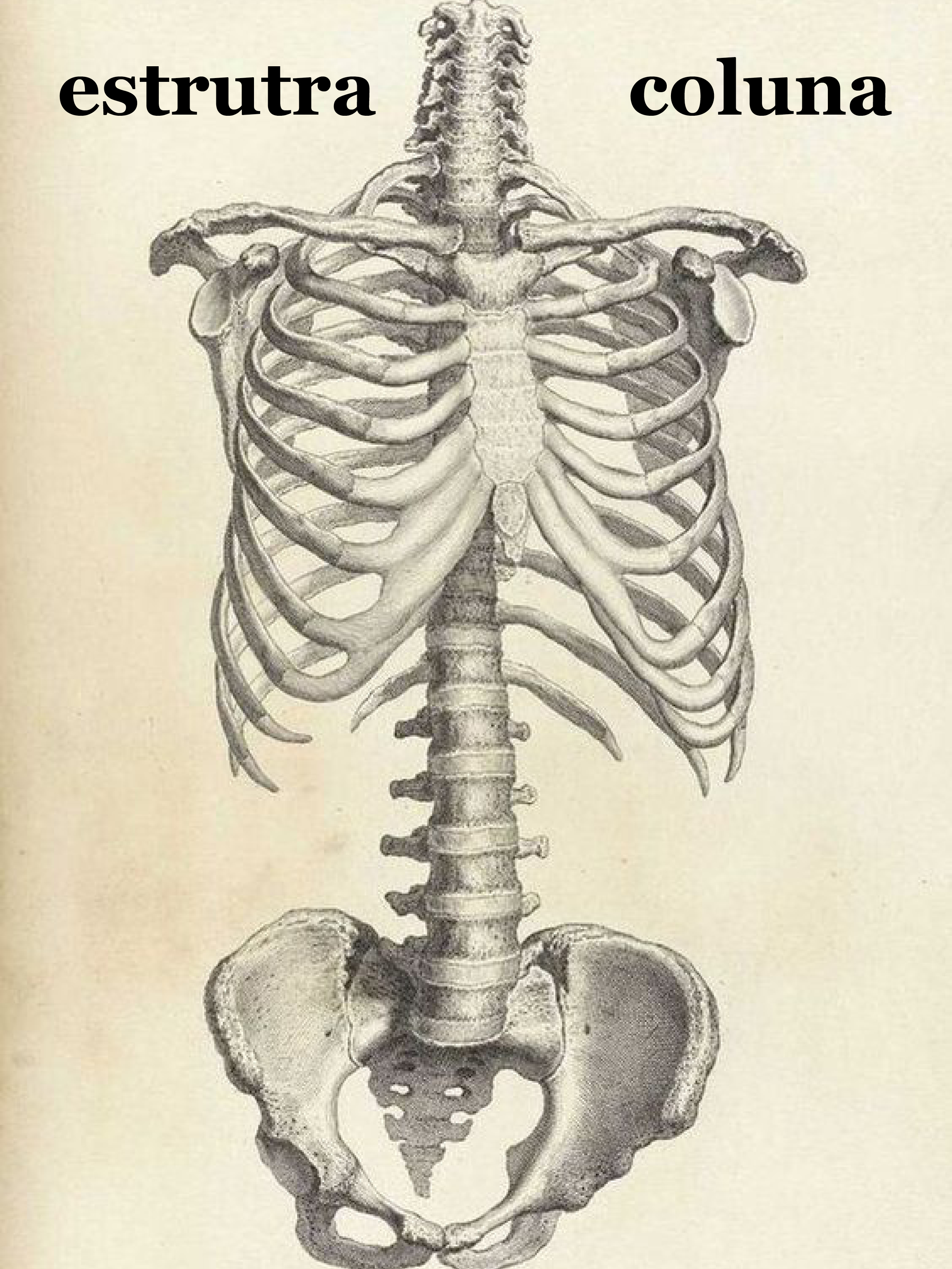 Скелет ребра позвоночник Грудина