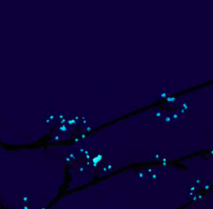 INSTALLATIONS Série Attrape coeurs, 2021