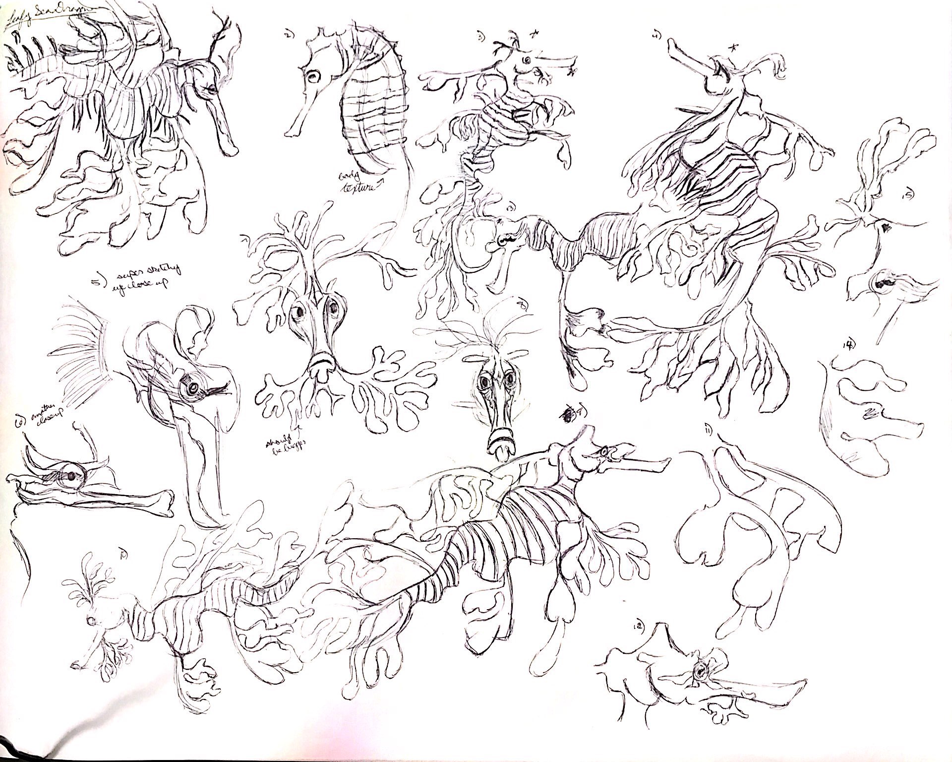 Leafy Seadragon Study