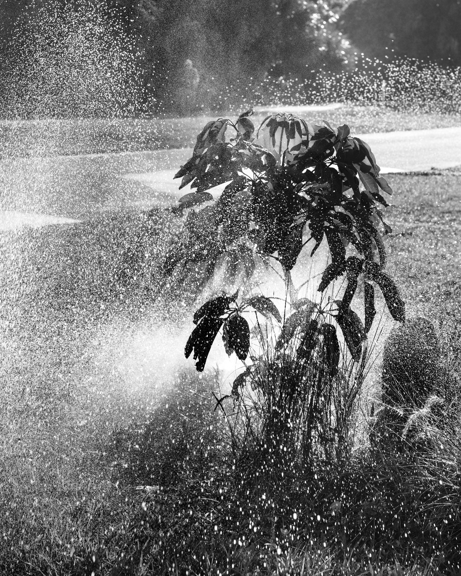 Spray, 2018. Archival pigment print  20x 16 inches. Edition of 5.