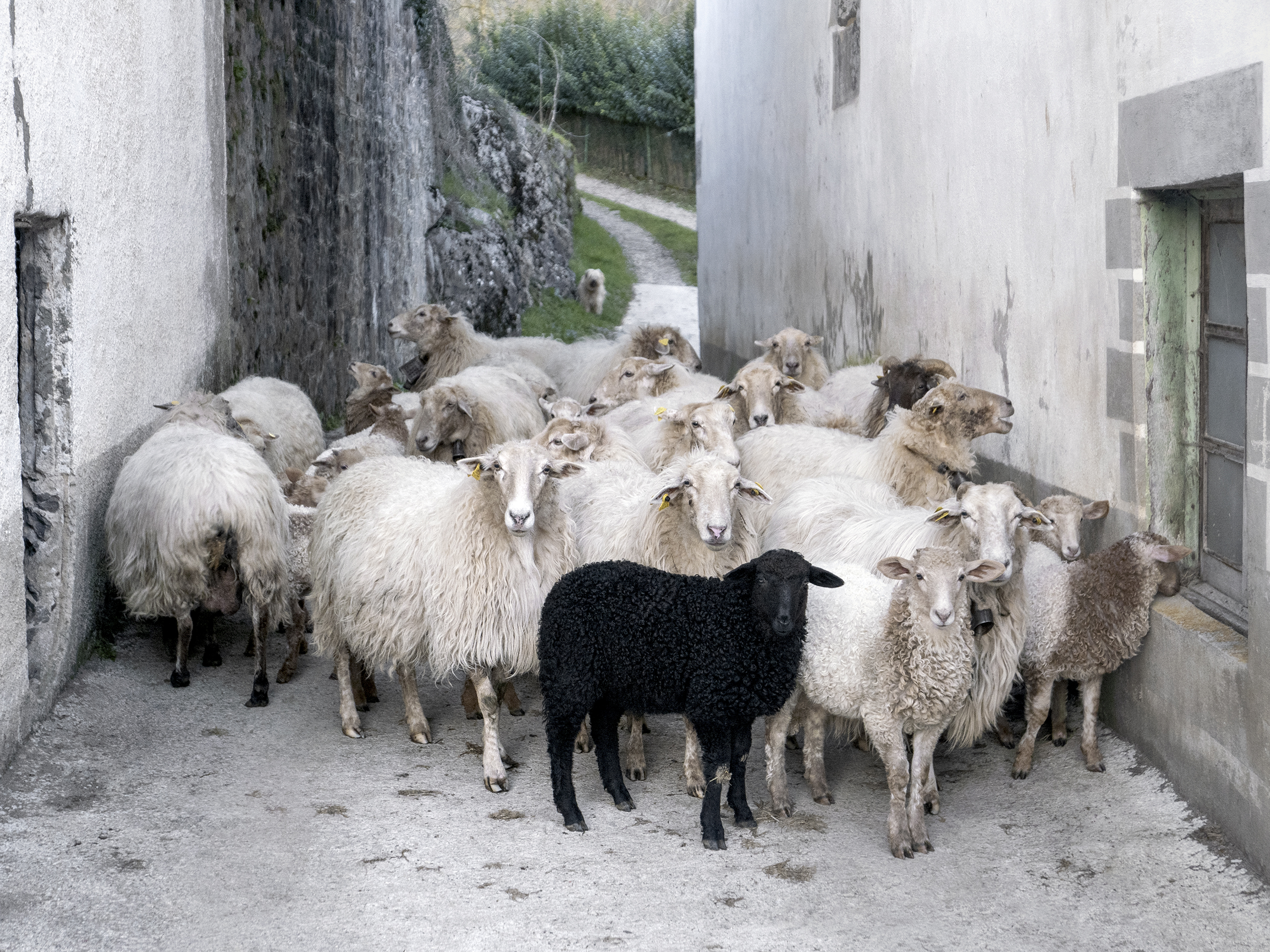 Flock of sheepAldaz, Navarre, Spain, 2024photography, color, single