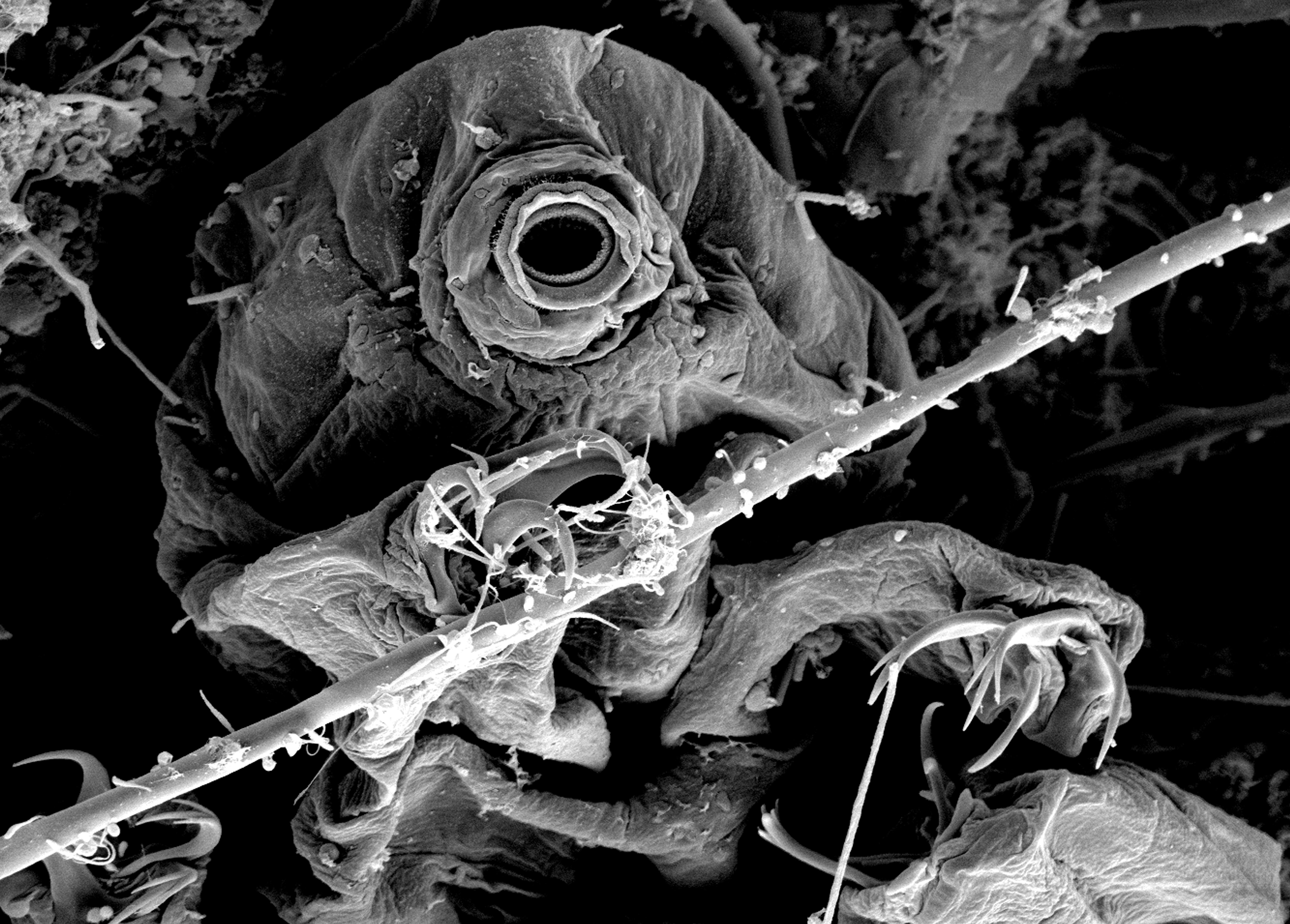 Image taken by the artist of prepared water bears using scanning electron microscope, courtesy of a visit to the Beckman Institute.