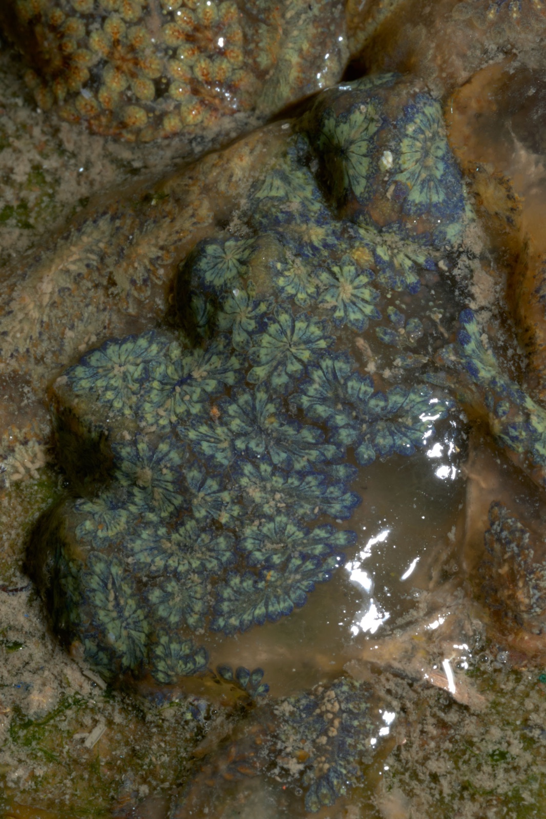 Clelia Cadamuro - Botrilli