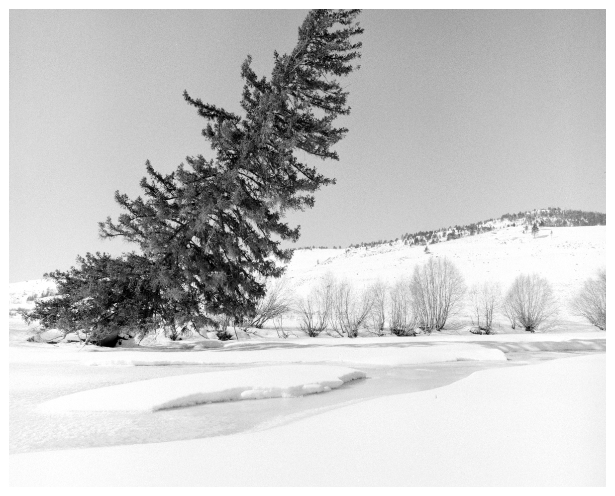 'LEANING TREE', YELLOWSTONE