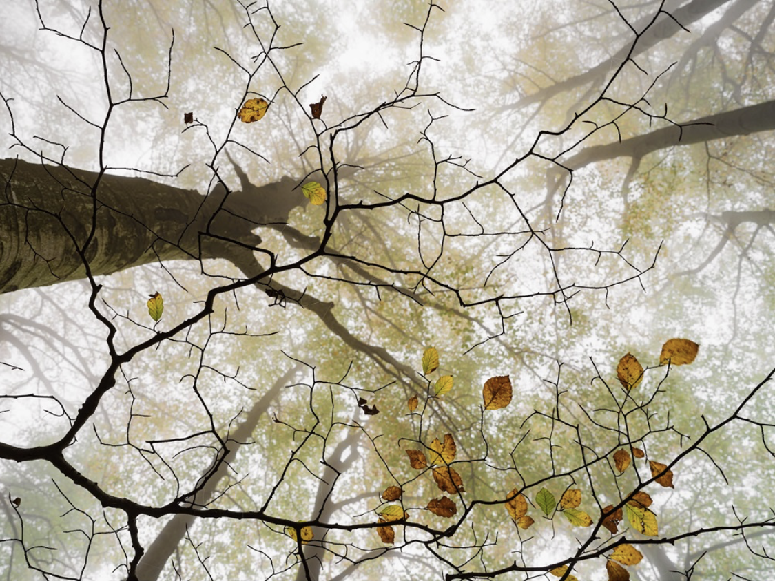 Jacques Pion Intimus