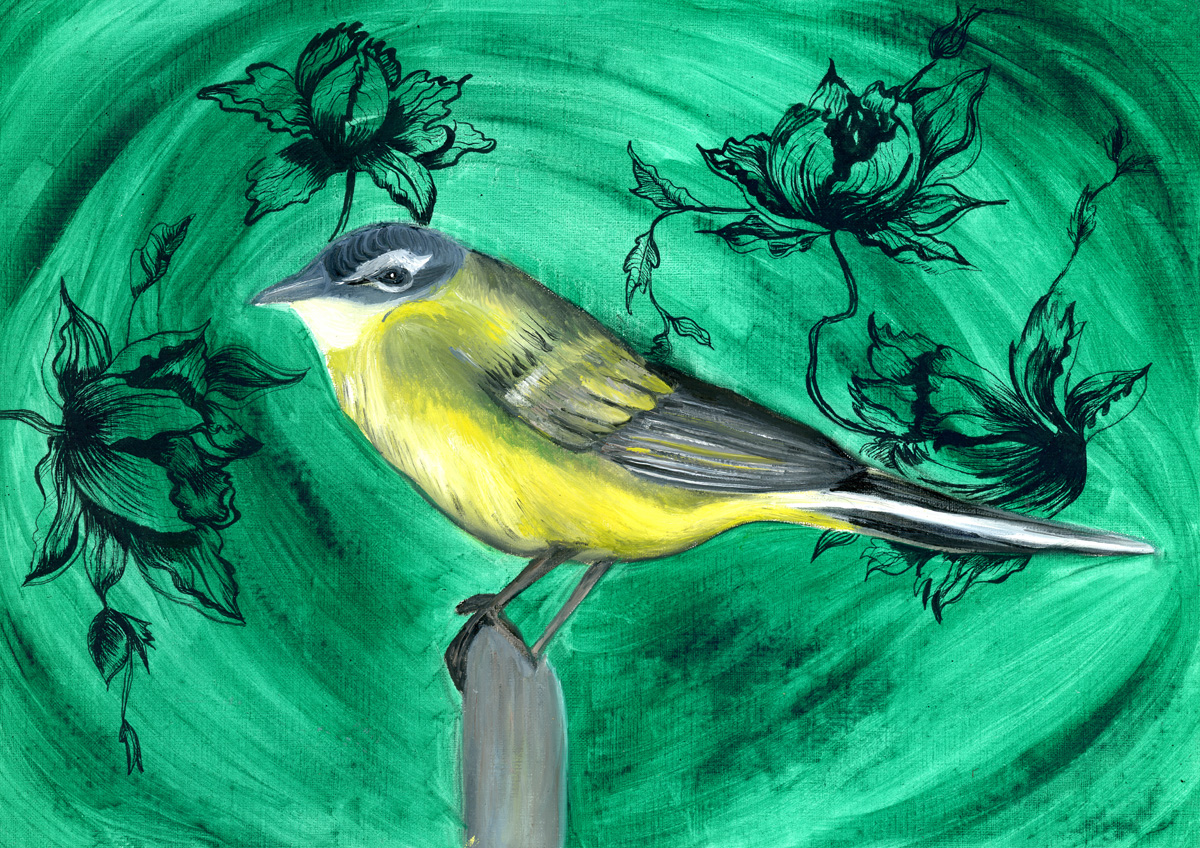 Bergeronnette printannière,2020,Huile sur papier/encre de chine ,29,7x42cm