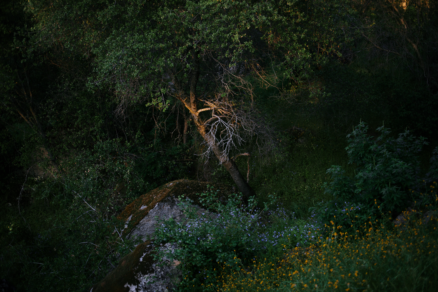 fade, photograph 2015