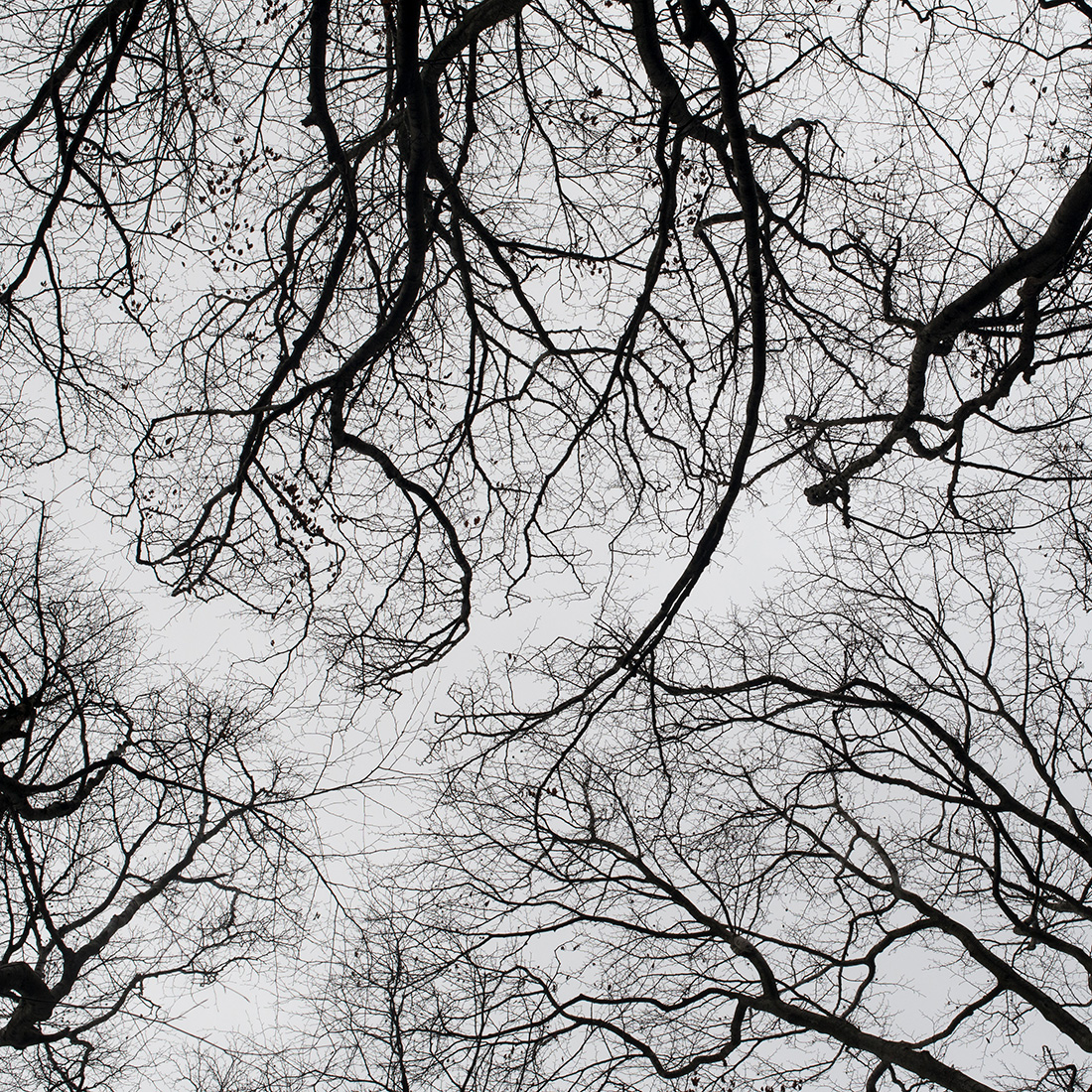 Winter Trees Vienna Forest