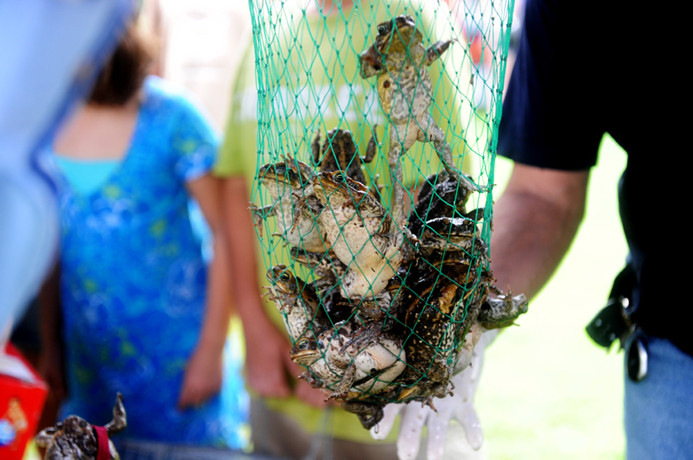 Toad Day Out Cairns, Australia
