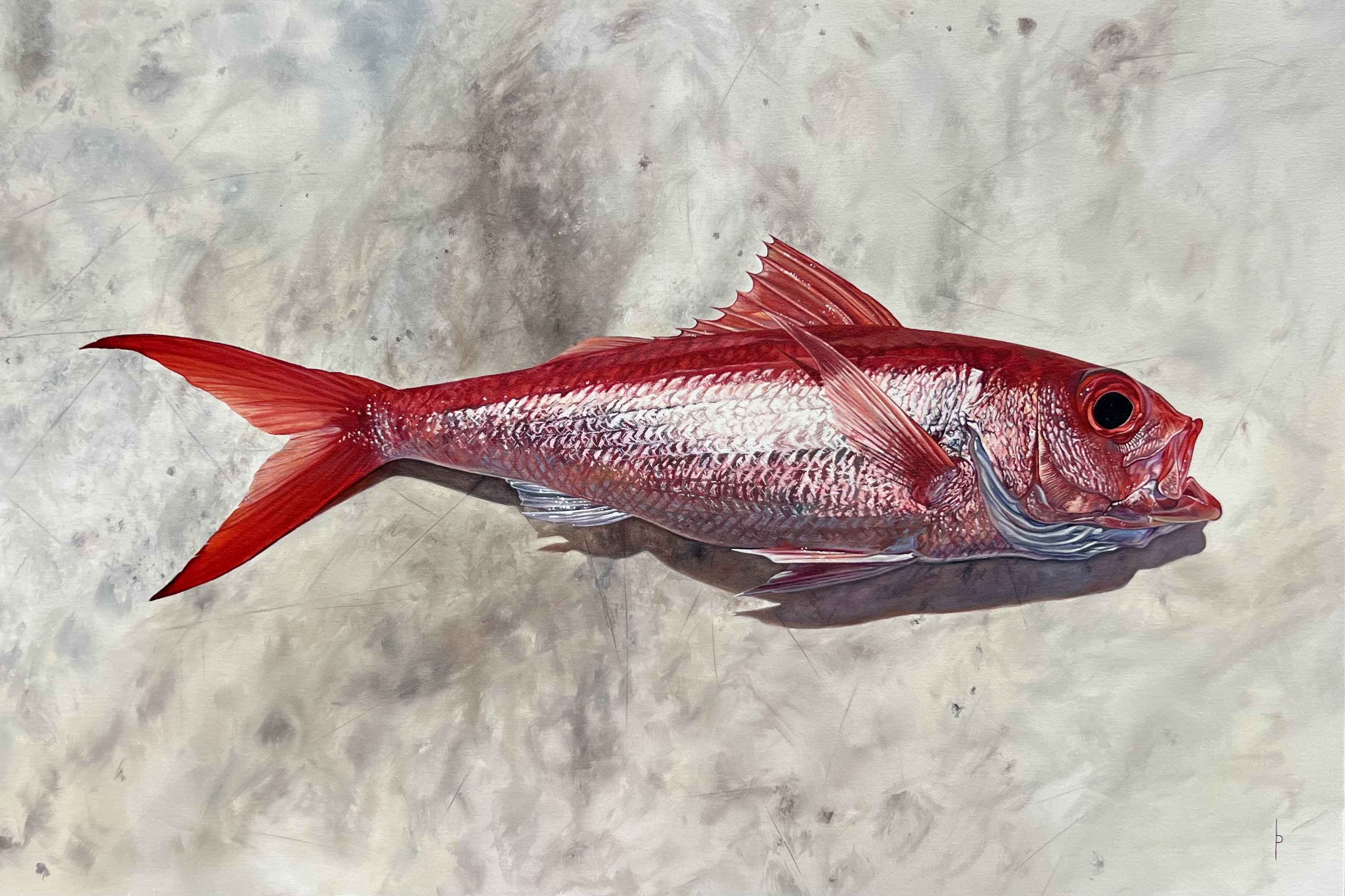 Queen Snapper 2025 Oil on Canvas 24"x36"