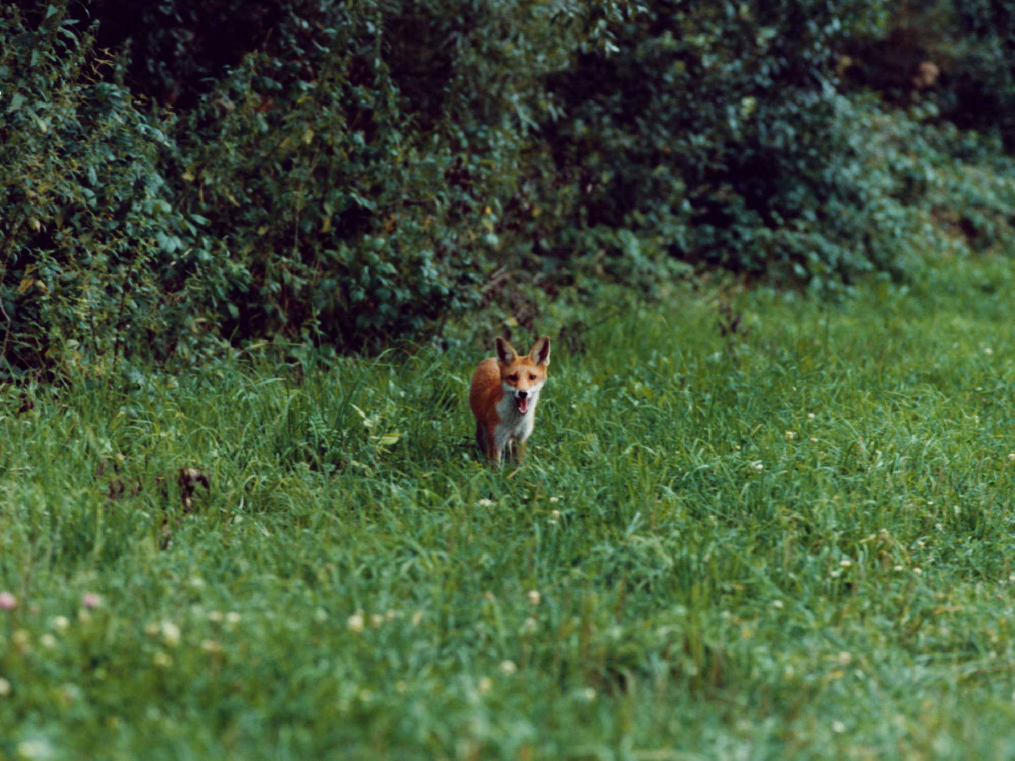 The Greatest Magazine,  8/13 